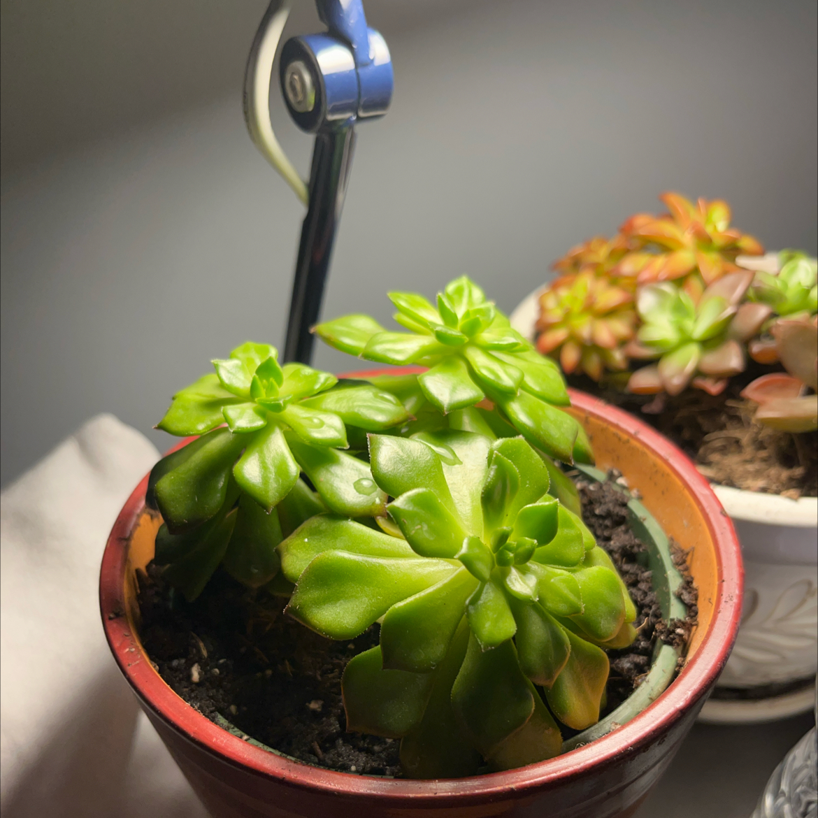 Sedeveria 'Letizia' succulent in a red pot with another plant in the background.