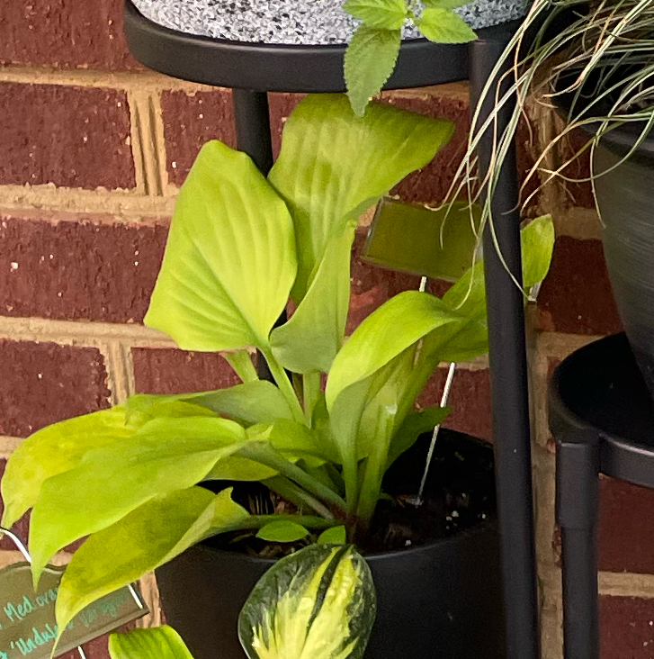 Photo of the plant species Hosta 'Sum and Substance' by @Corinne named Ripple on Greg, the plant care app
