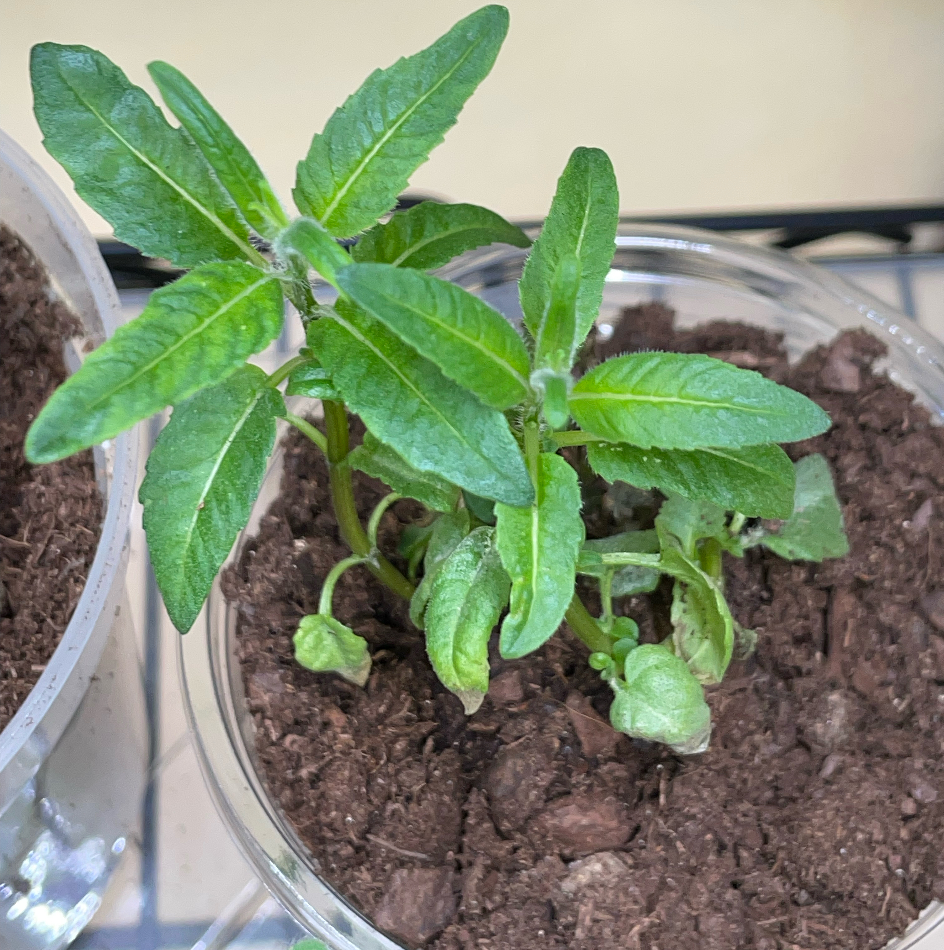 Scarlet Beebalm plant in a pot with visible soil and green leaves.
