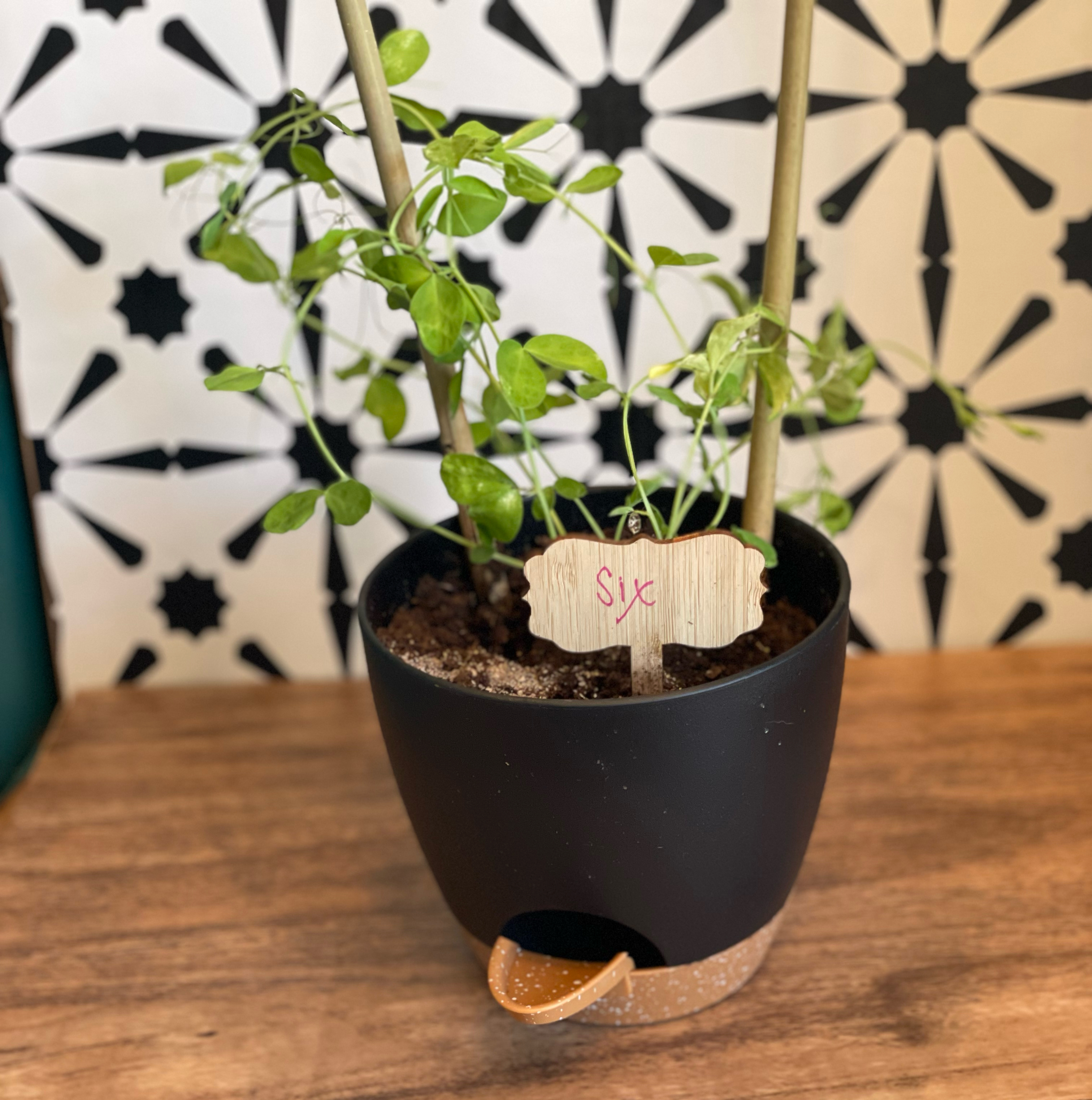 Potted Annual Sweet Pea plant with green leaves, supported by stakes, on a wooden surface.