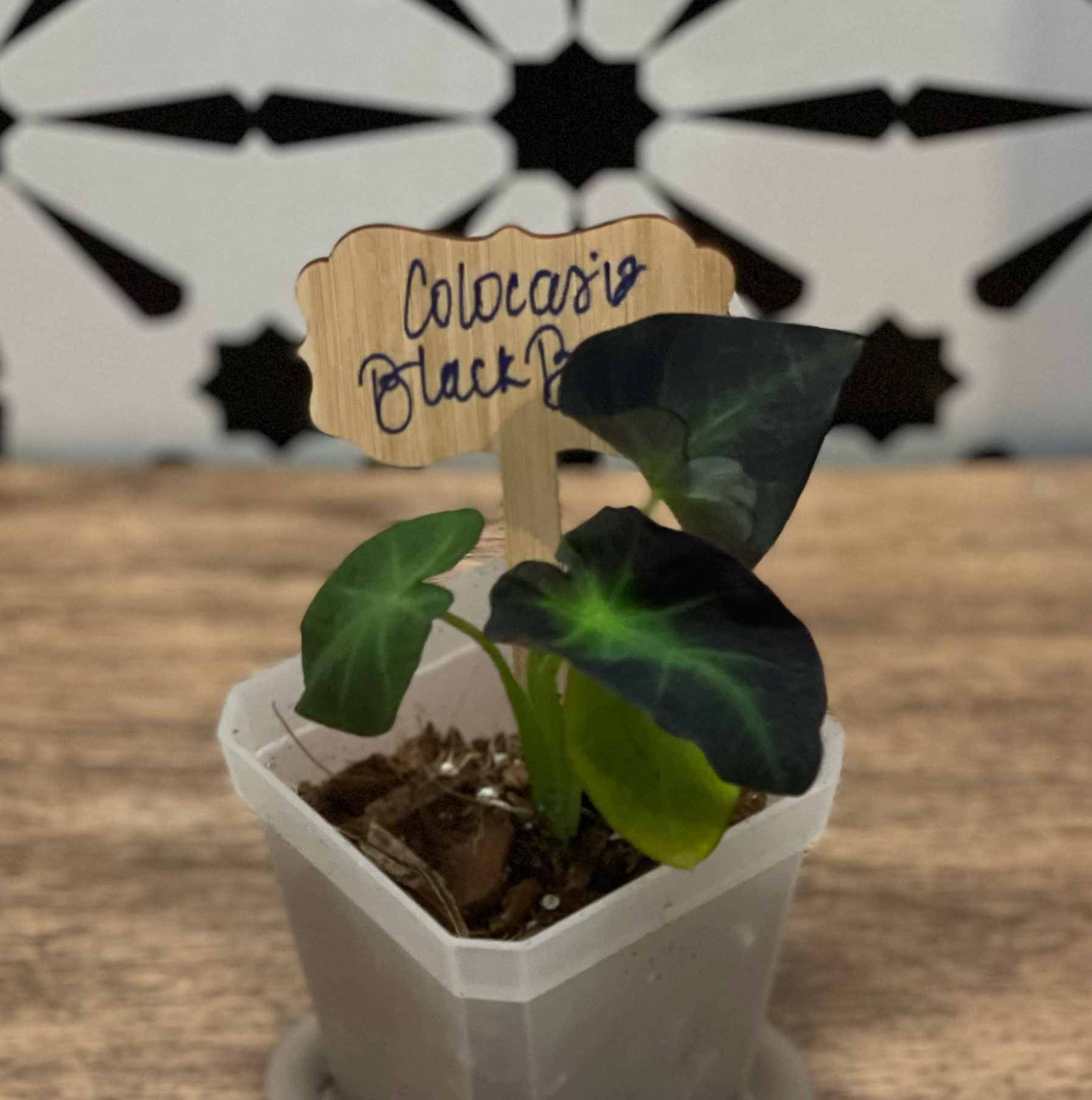 Colocasia 'Black Beauty' plant in a small pot with a patterned wall background.
