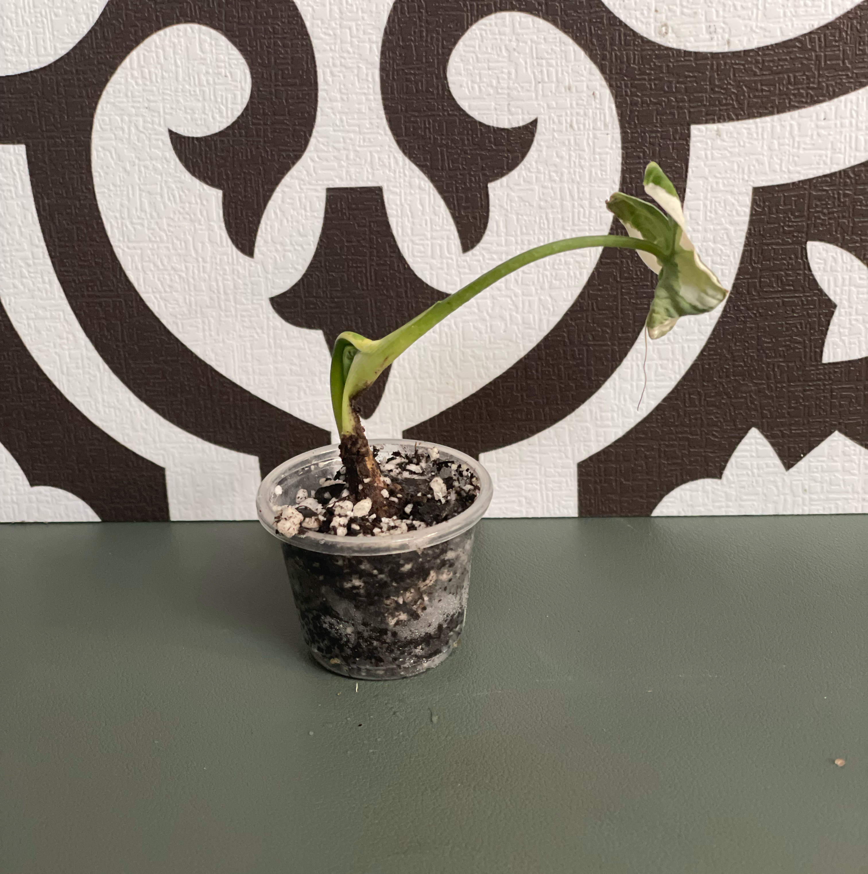 A small potted Mickey Mouse Taro plant with wilted and discolored leaves against a patterned background.