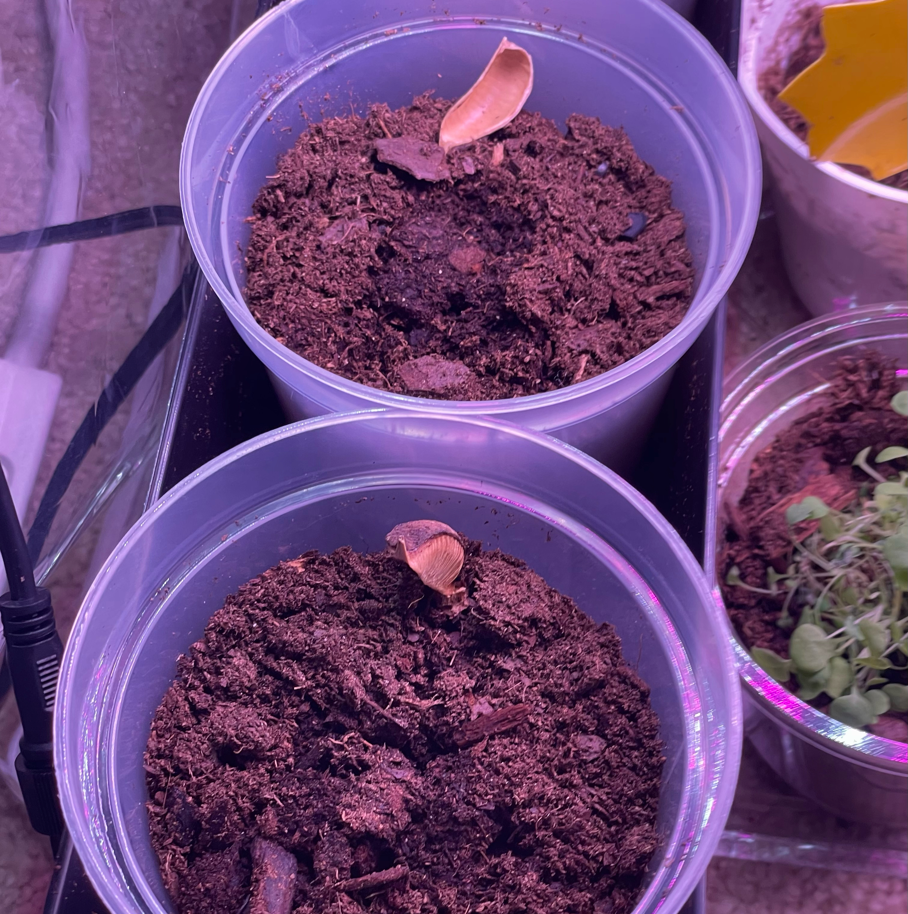 Two small potted Engelmann's false yucca seedlings with visible soil under artificial lighting.