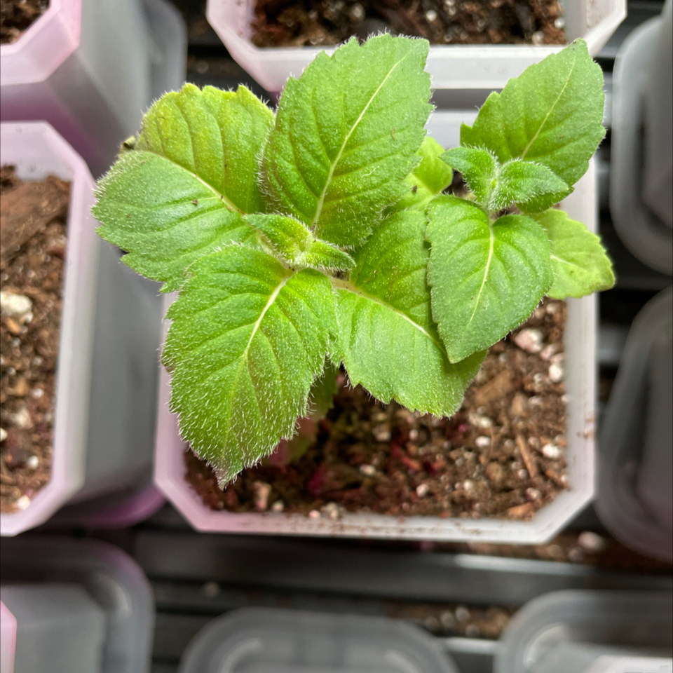 Young Scarlet Beebalm plant with healthy green leaves in a pot with visible soil.