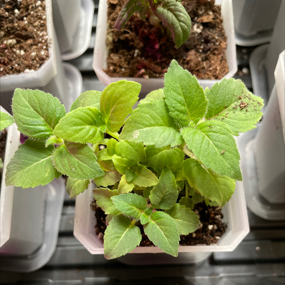 Young Scarlet Beebalm plant in a small pot with healthy green leaves.