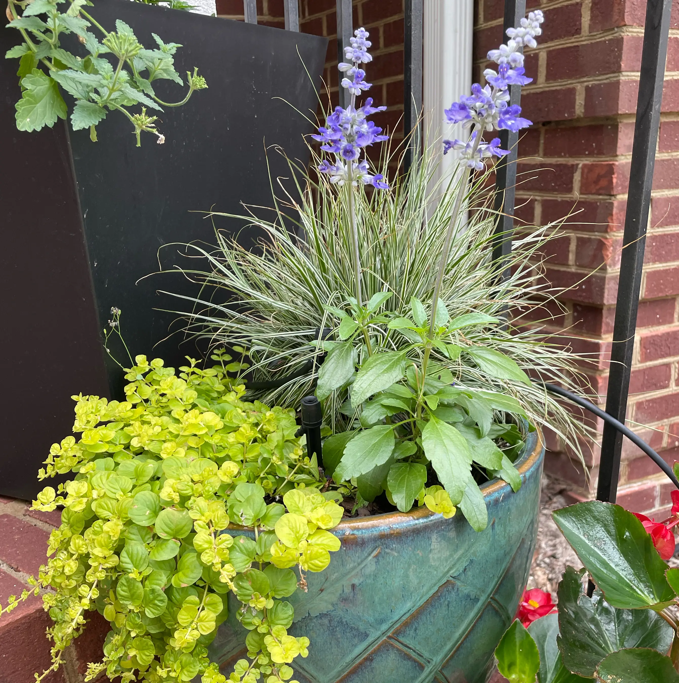 Photo of the plant species Carex oshimensis 'EverColor® Everest' by @Corinne named Axl on Greg, the plant care app