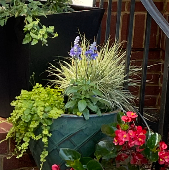 Photo of the plant species Carex oshimensis 'EverColor® Everest' by @Corinne named Pink on Greg, the plant care app