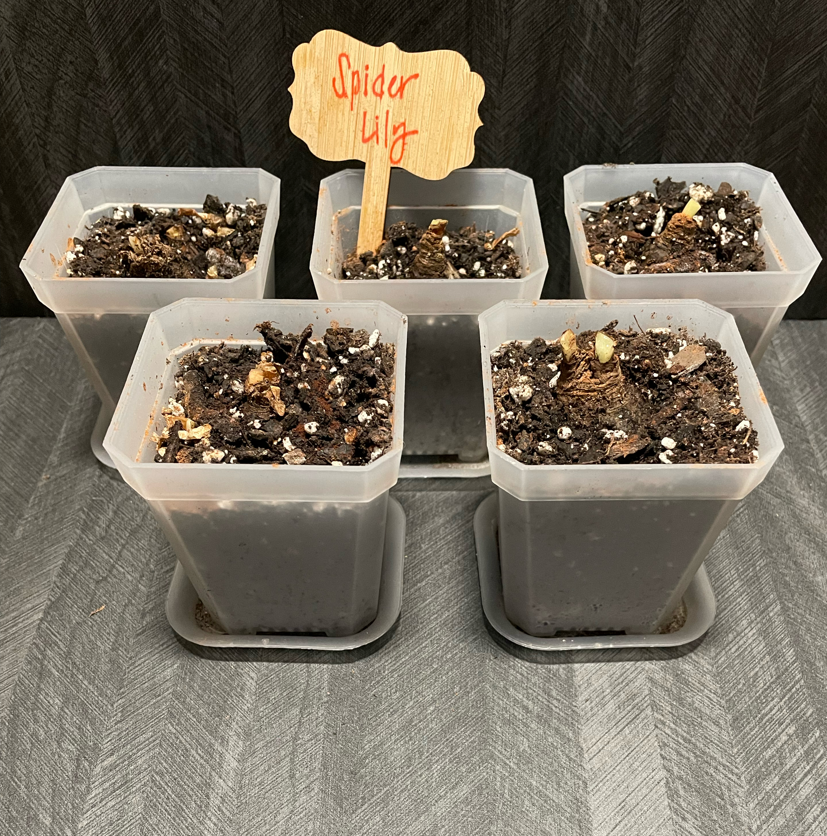 Five pots labeled 'Spider Lily' with soil, no visible plant growth.