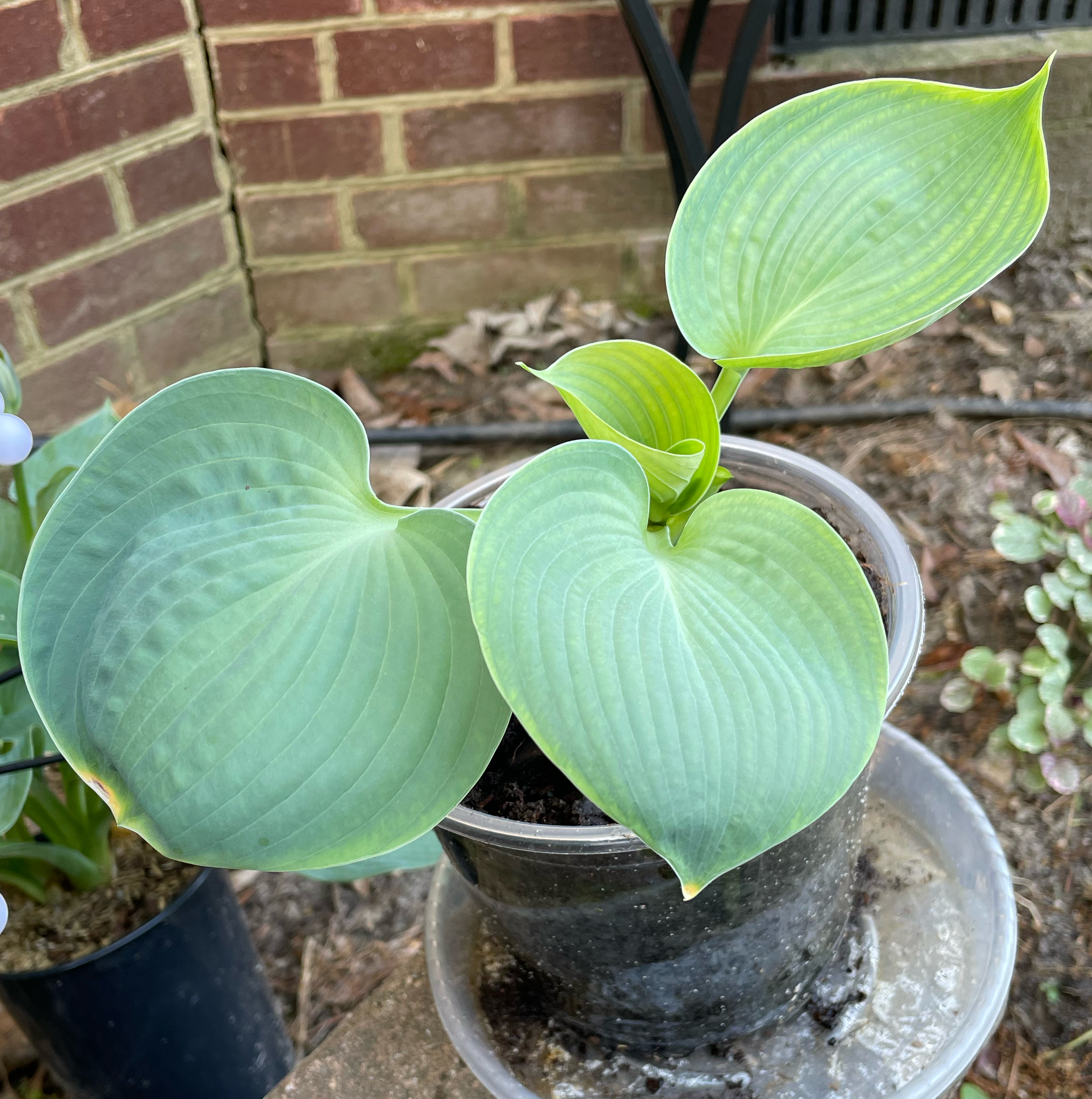 Photo of the plant species Blue Angel Plantain Lily by @Corinne named Grouchy Smurf 💙 The Smurfs 💙 on Greg, the plant care app