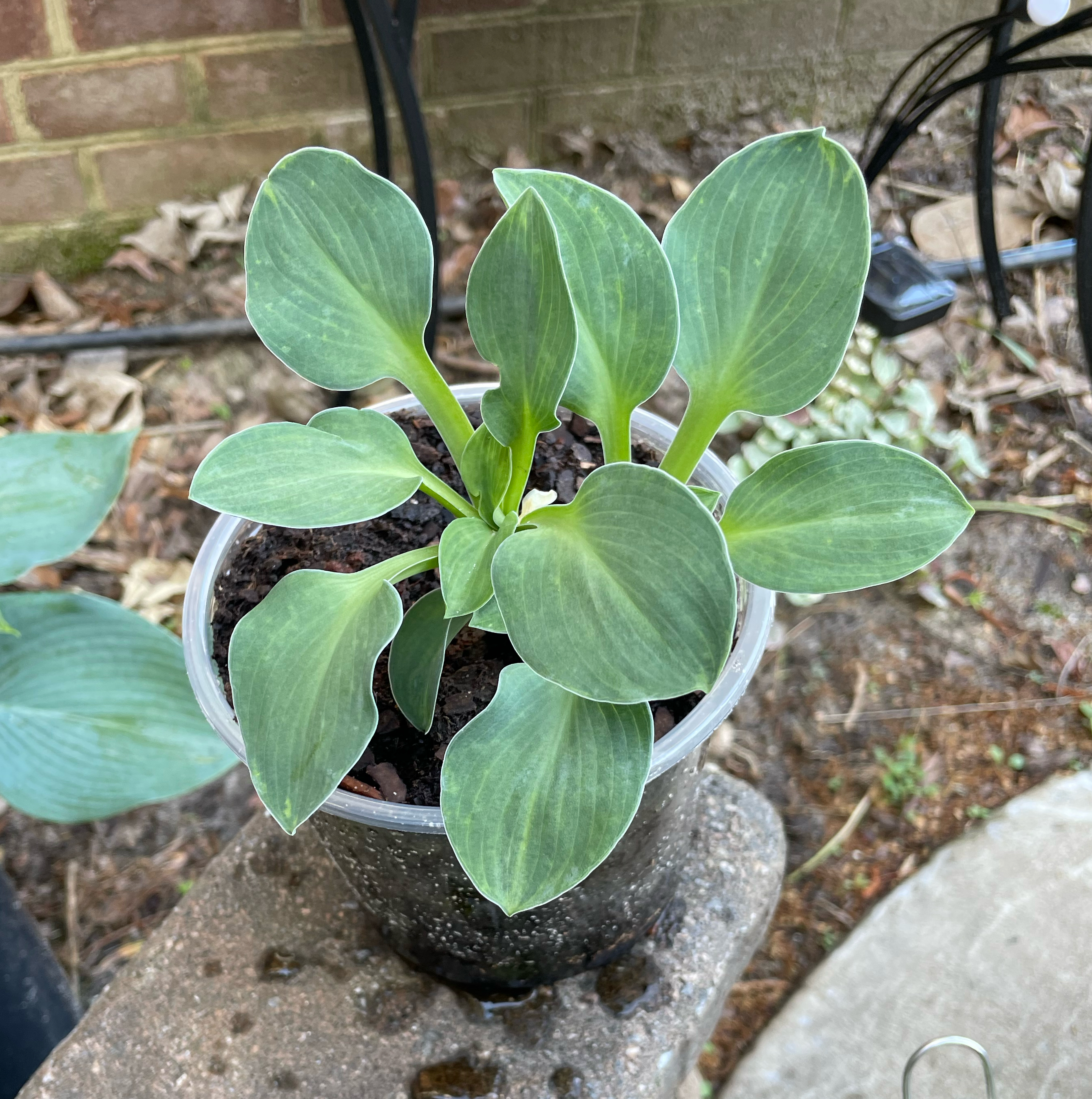 Photo of the plant species Blue Angel Plantain Lily by @Corinne named Papa Smurf 💙 The Smurfs 💙 on Greg, the plant care app