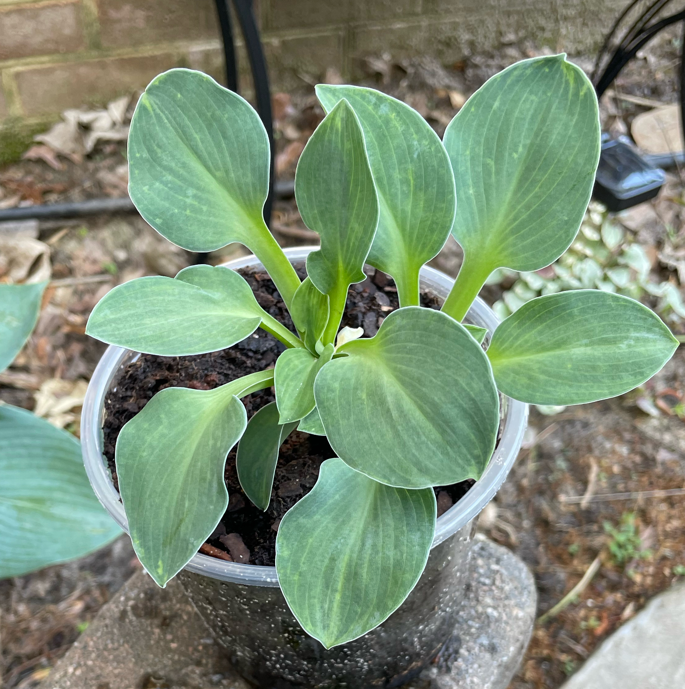 Photo of the plant species Blue Angel Plantain Lily by @Corinne named Smurfette 💙 The Smurfs 💙 on Greg, the plant care app