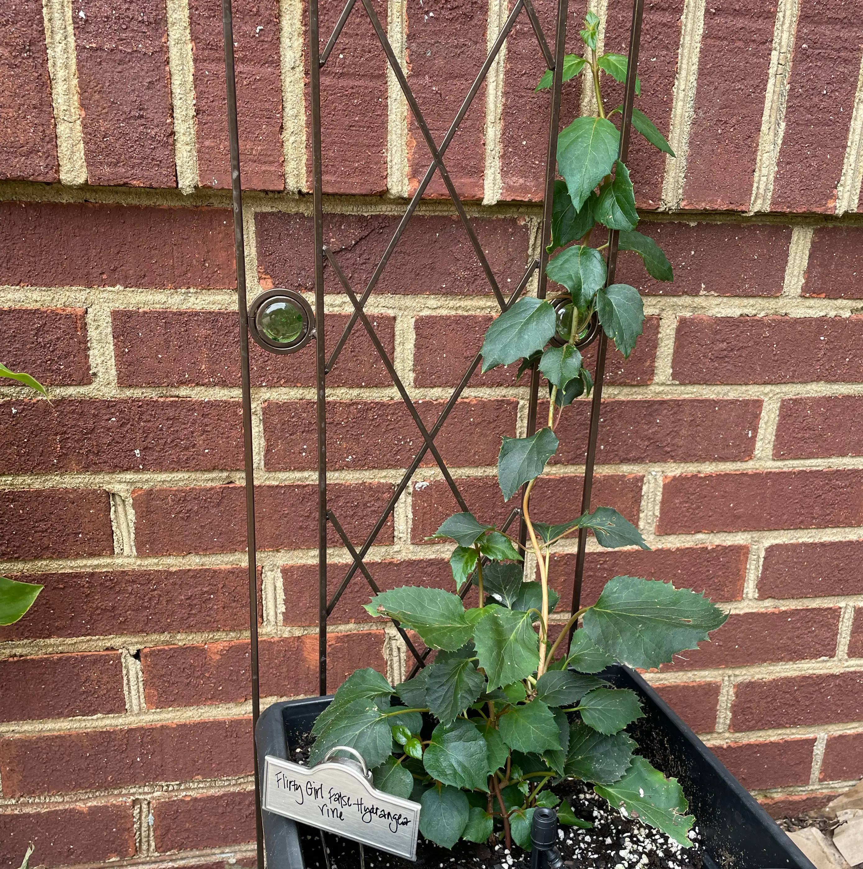 Photo of the plant species Flirty Girl False Hydrangea Vine by @Corinne named Bruce Lee on Greg, the plant care app