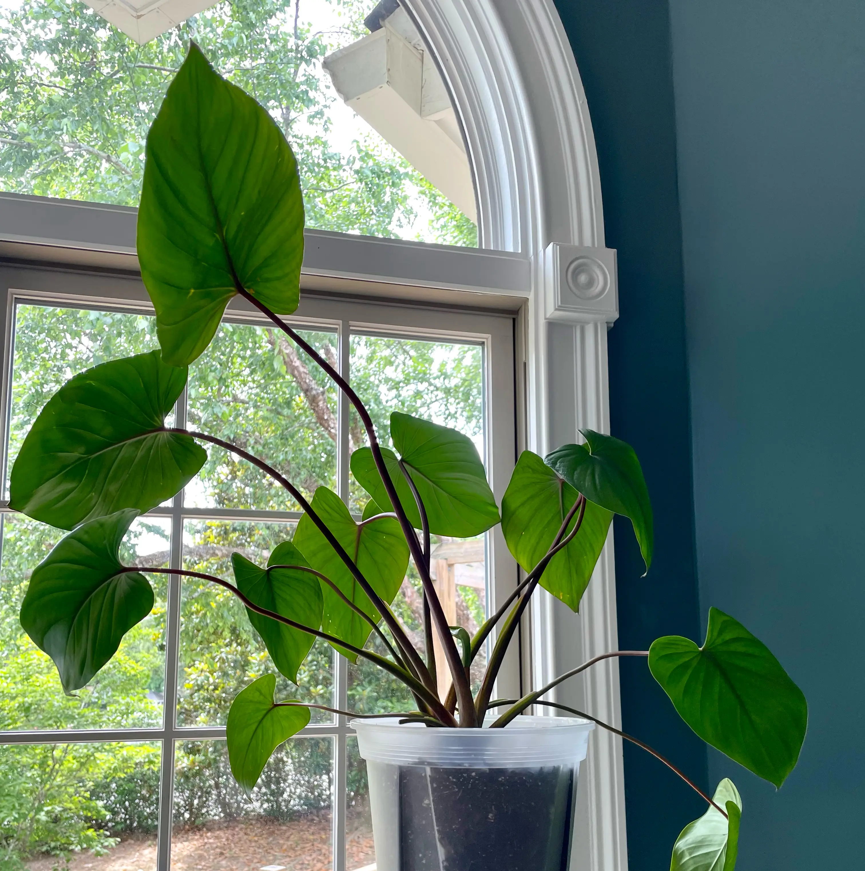 Homalomena Maggy plant near a window with vibrant green leaves in a pot.