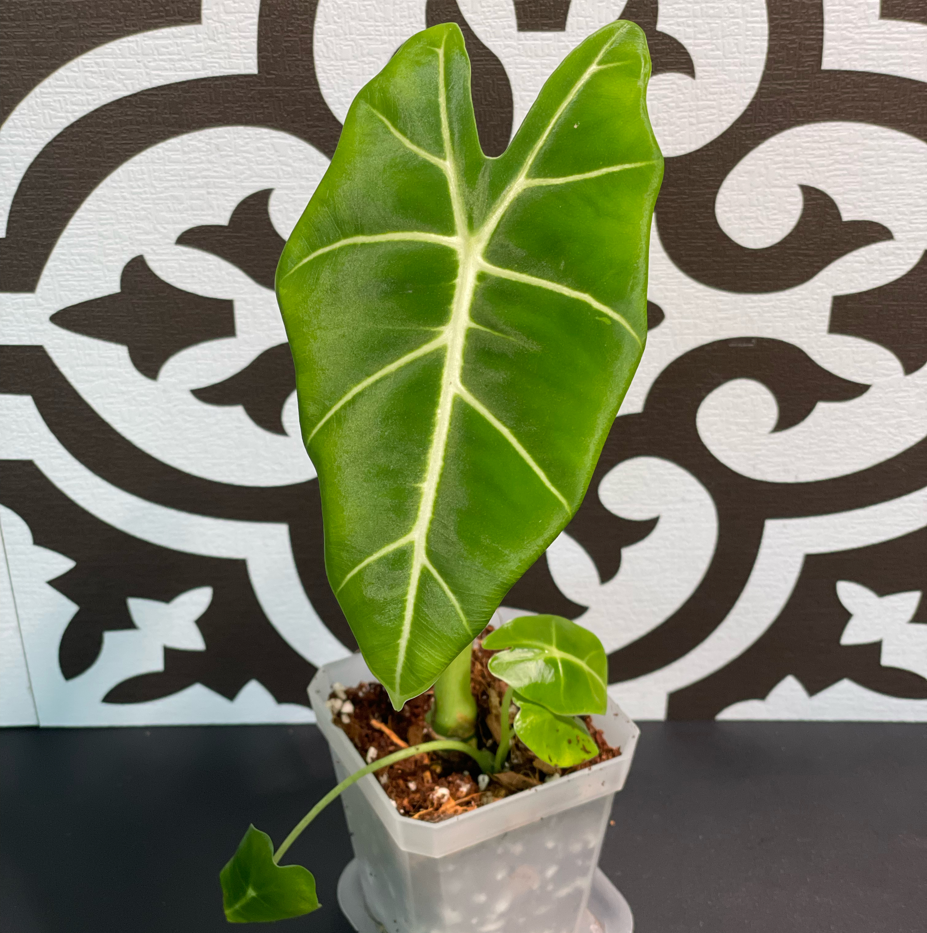 Photo of the plant species Alocasia Velvet Elvis by @Corinne named Mollie on Greg, the plant care app