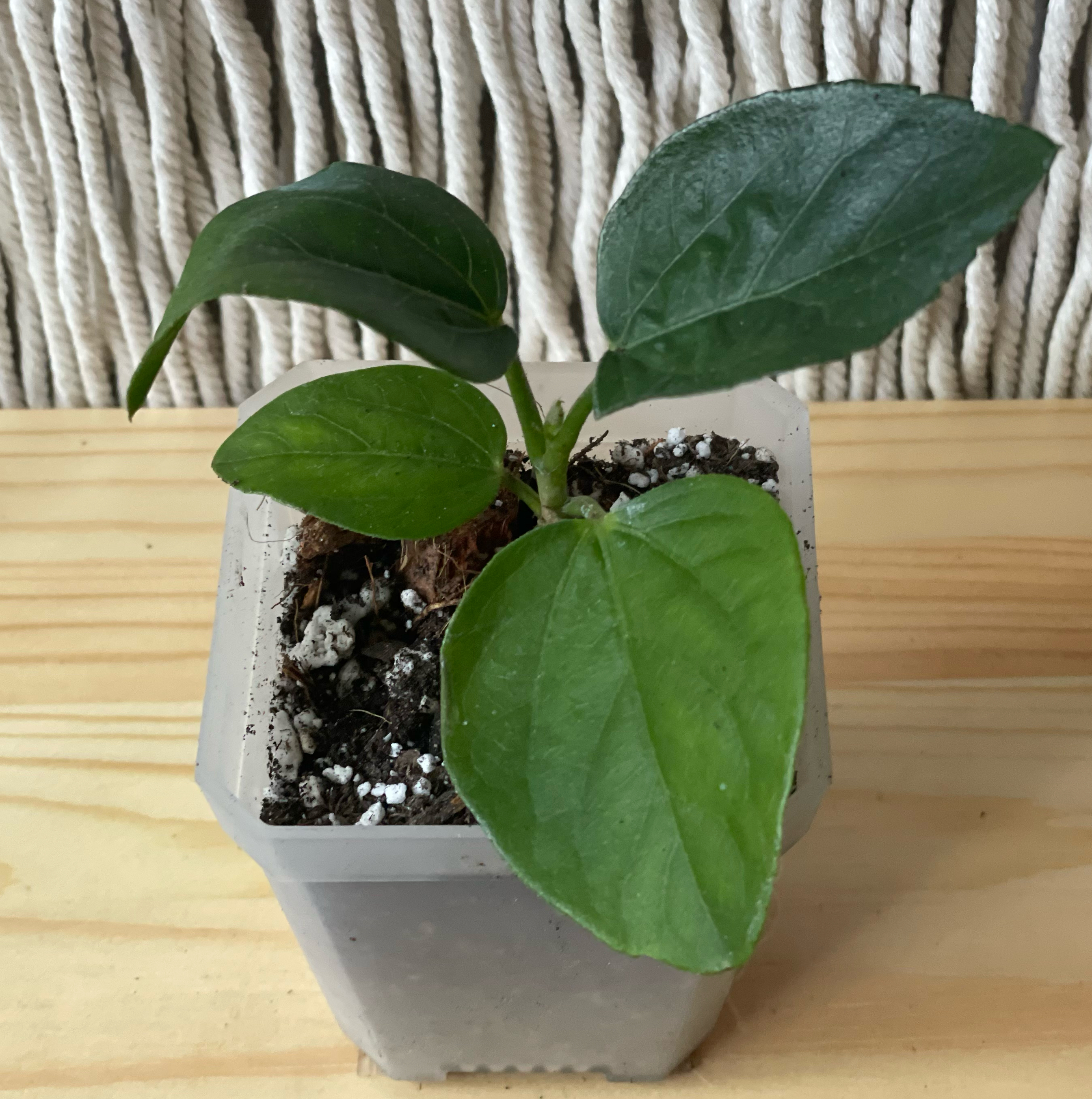 Plant care for Midnight Tryst Hibiscus on Greg, the plant care app