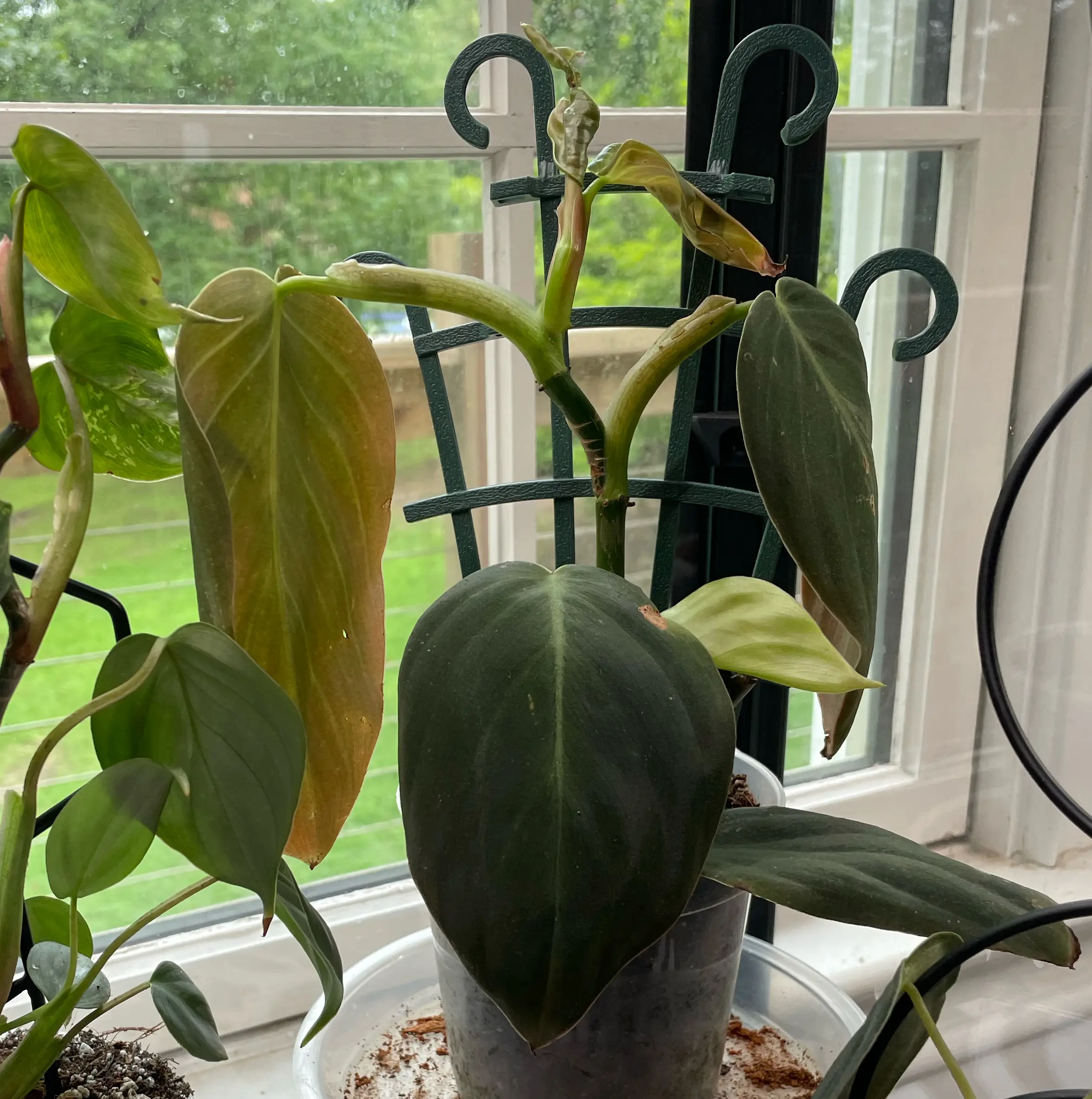 Photo of the plant species Philodendron Gigas by @Corinne named Oscar on Greg, the plant care app