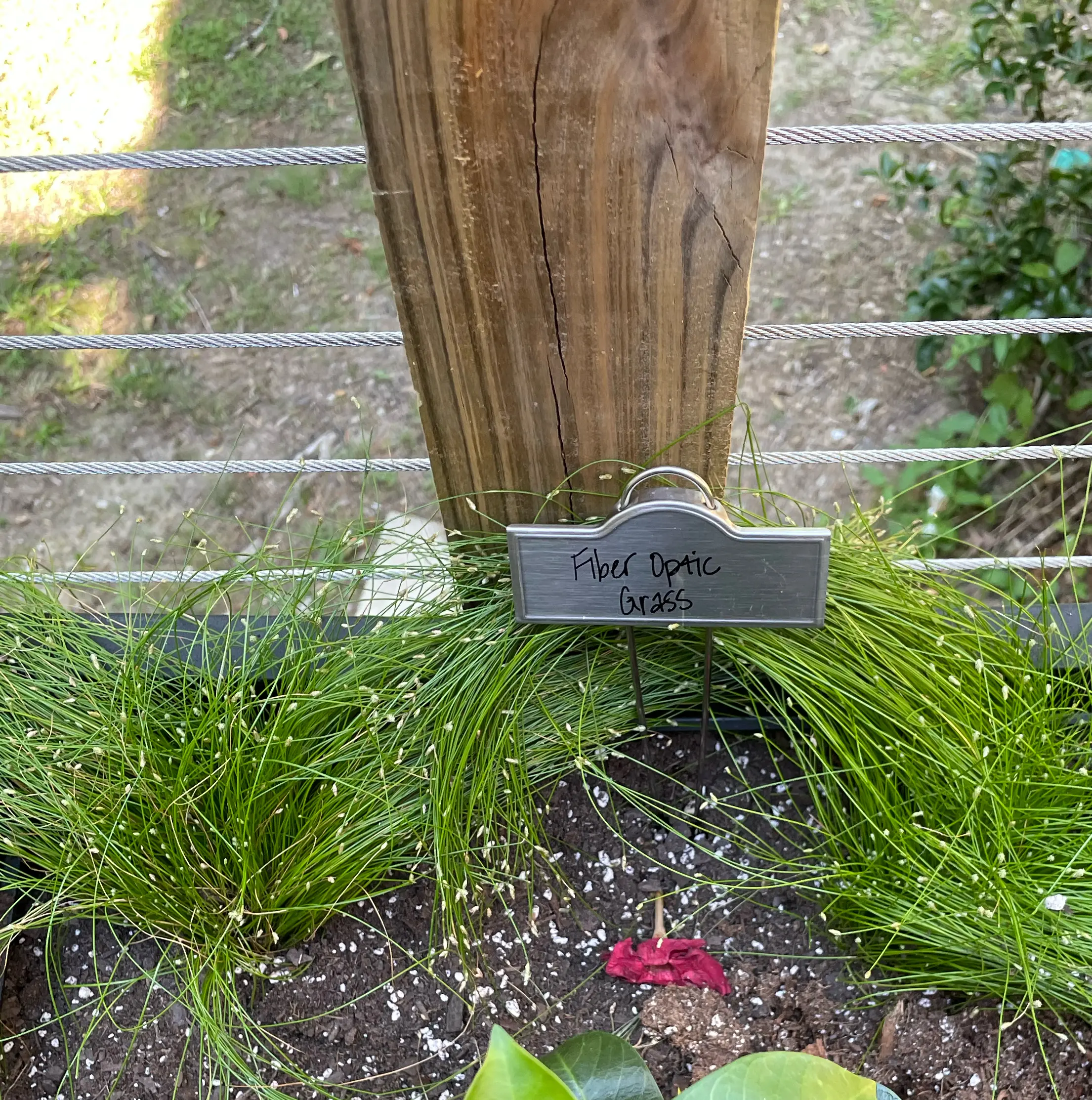 Photo of the plant species Fiber optics grass by @Corinne named Terra on Greg, the plant care app