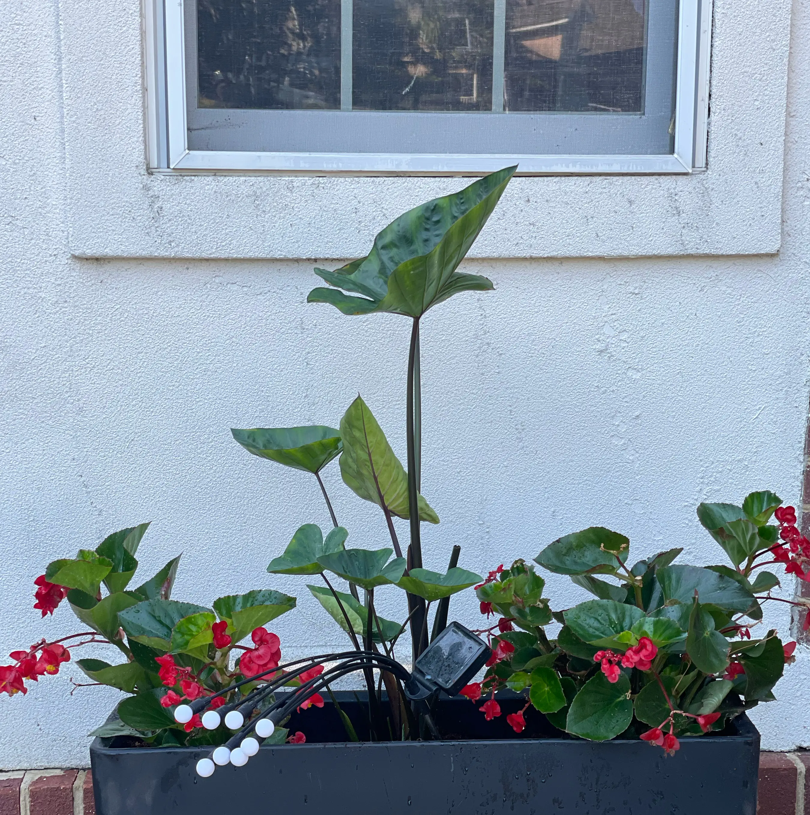 Photo of the plant species Coffee Cups by @Corinne named Darwin on Greg, the plant care app