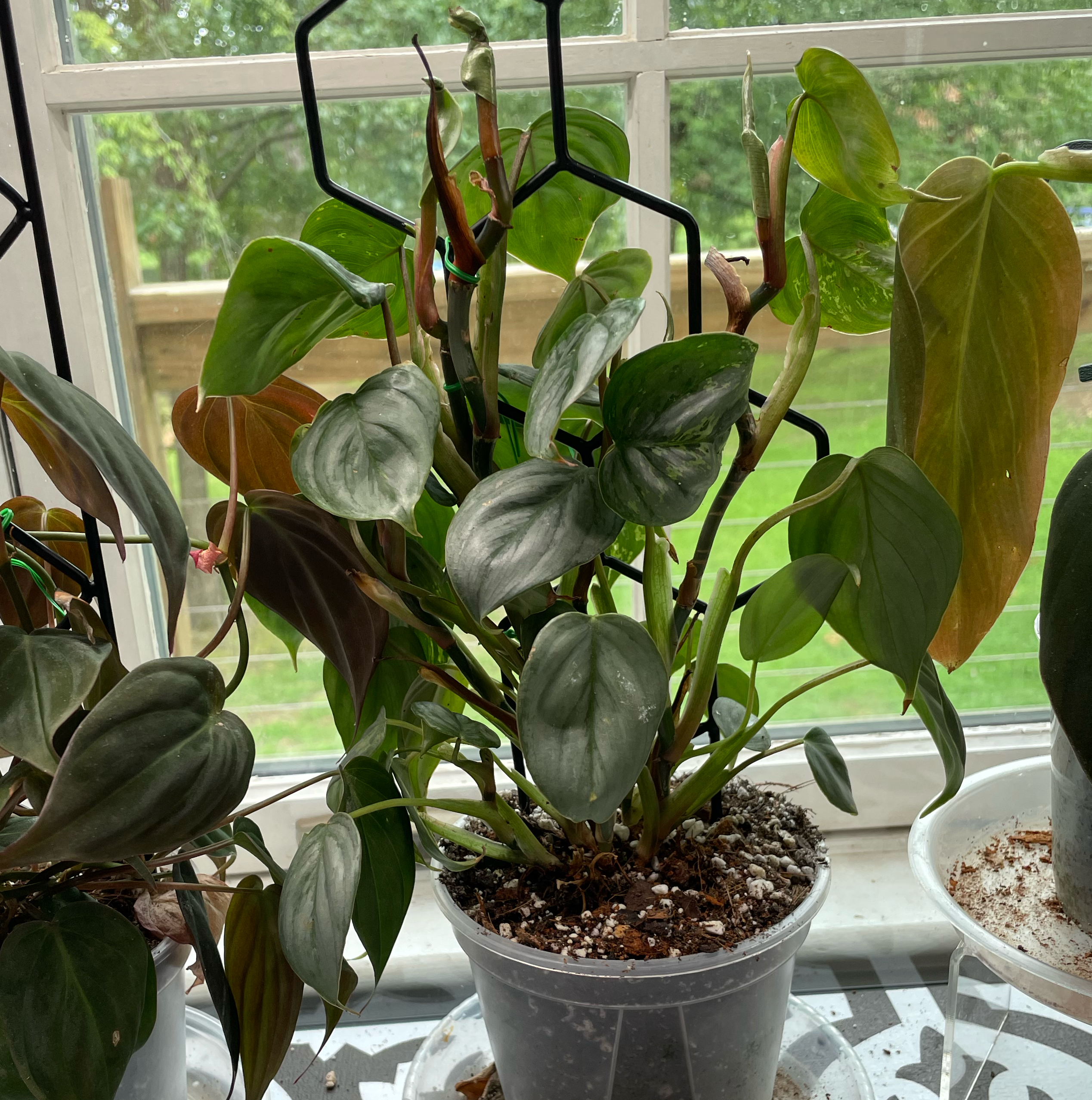 Photo of the plant species Philodendron sodiroi 'Variegata' by @Corinne named Kobe on Greg, the plant care app