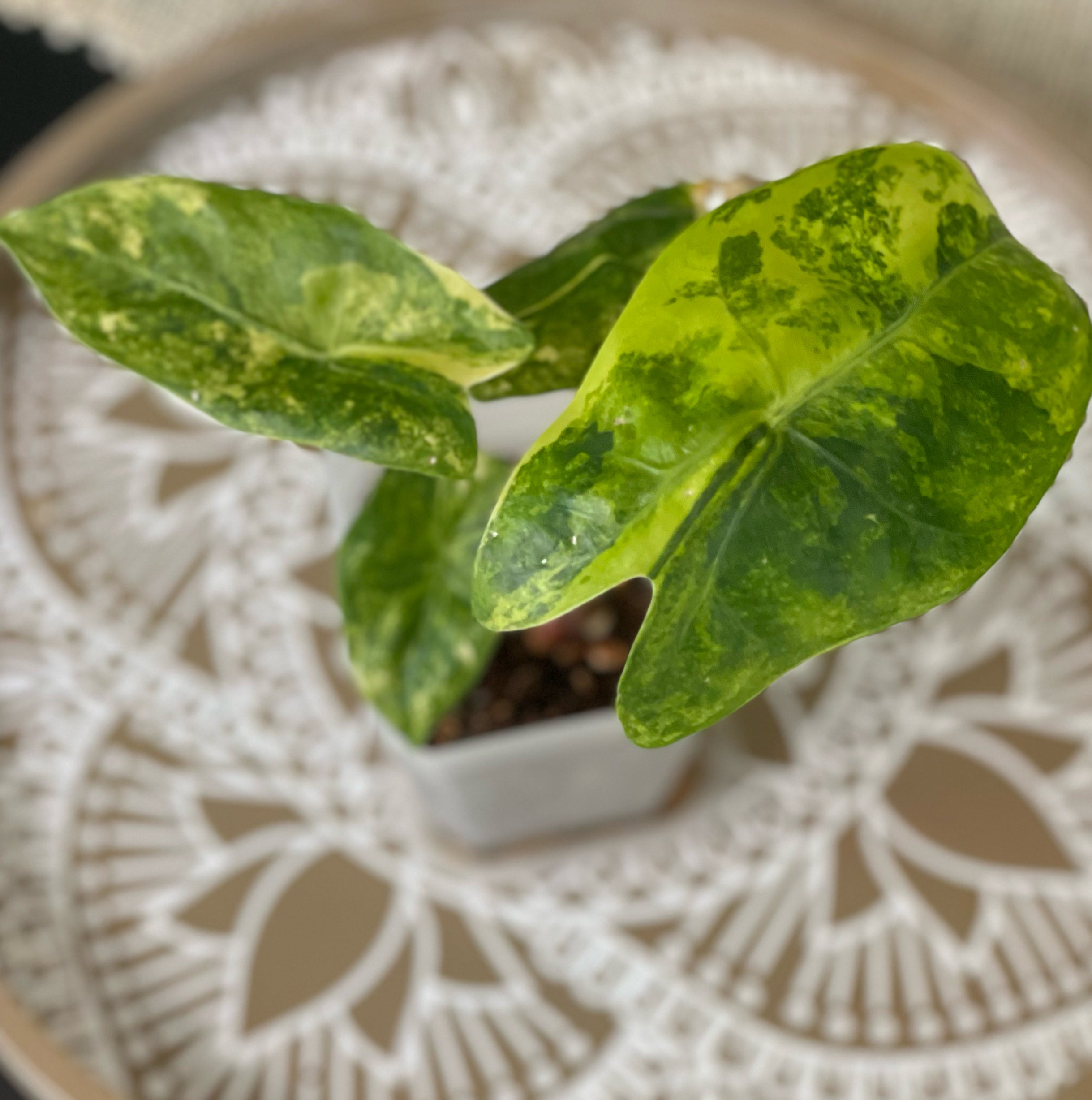 Photo of the plant species Alocasia Pink Dragon Variegated by @Corinne named Winston on Greg, the plant care app