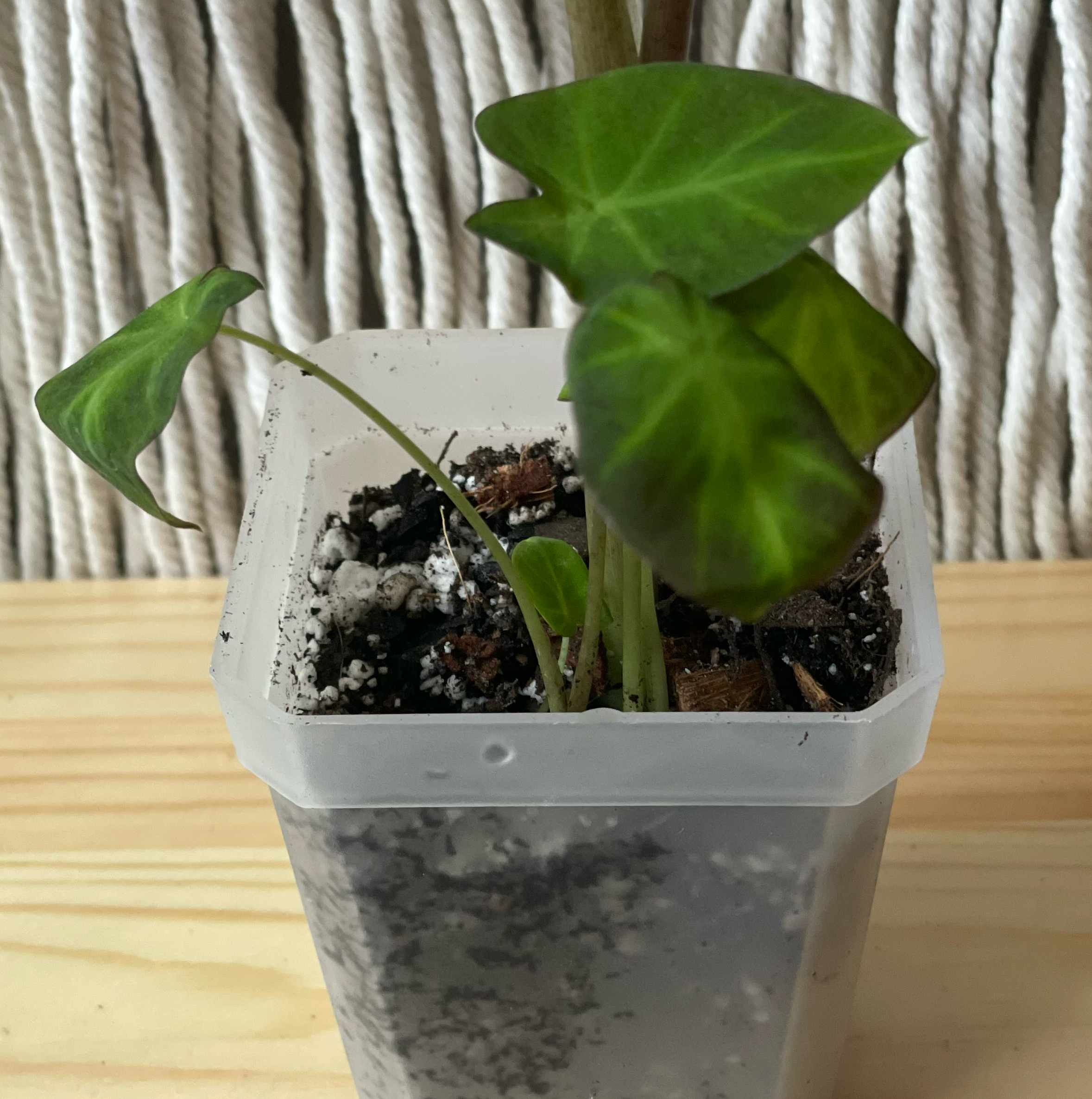 Colocasia 'Black Beauty' plant in a plastic pot with visible soil and healthy leaves.