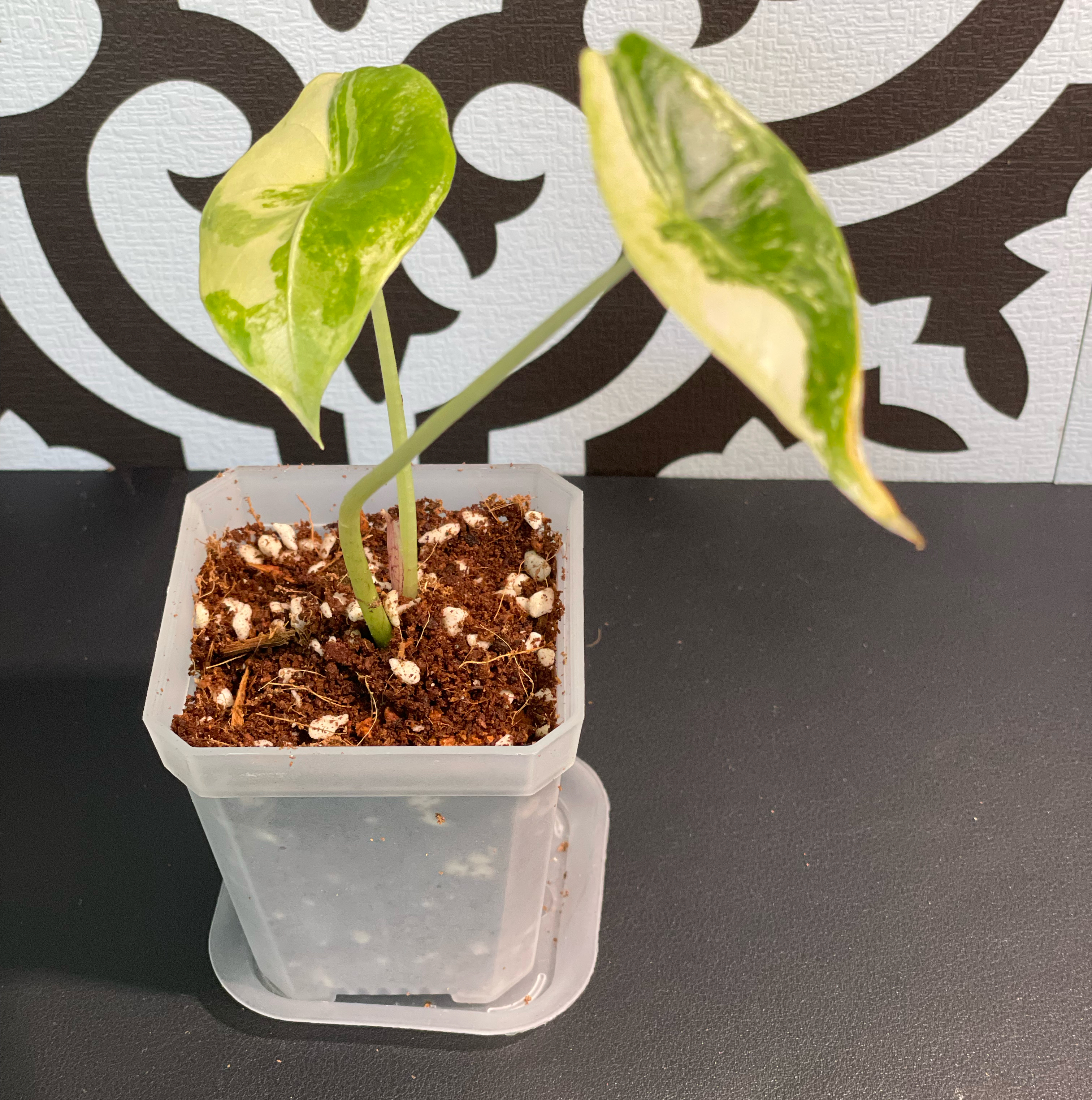 Photo of the plant species Alocasia longiloba variegated by @Corinne named Aria on Greg, the plant care app