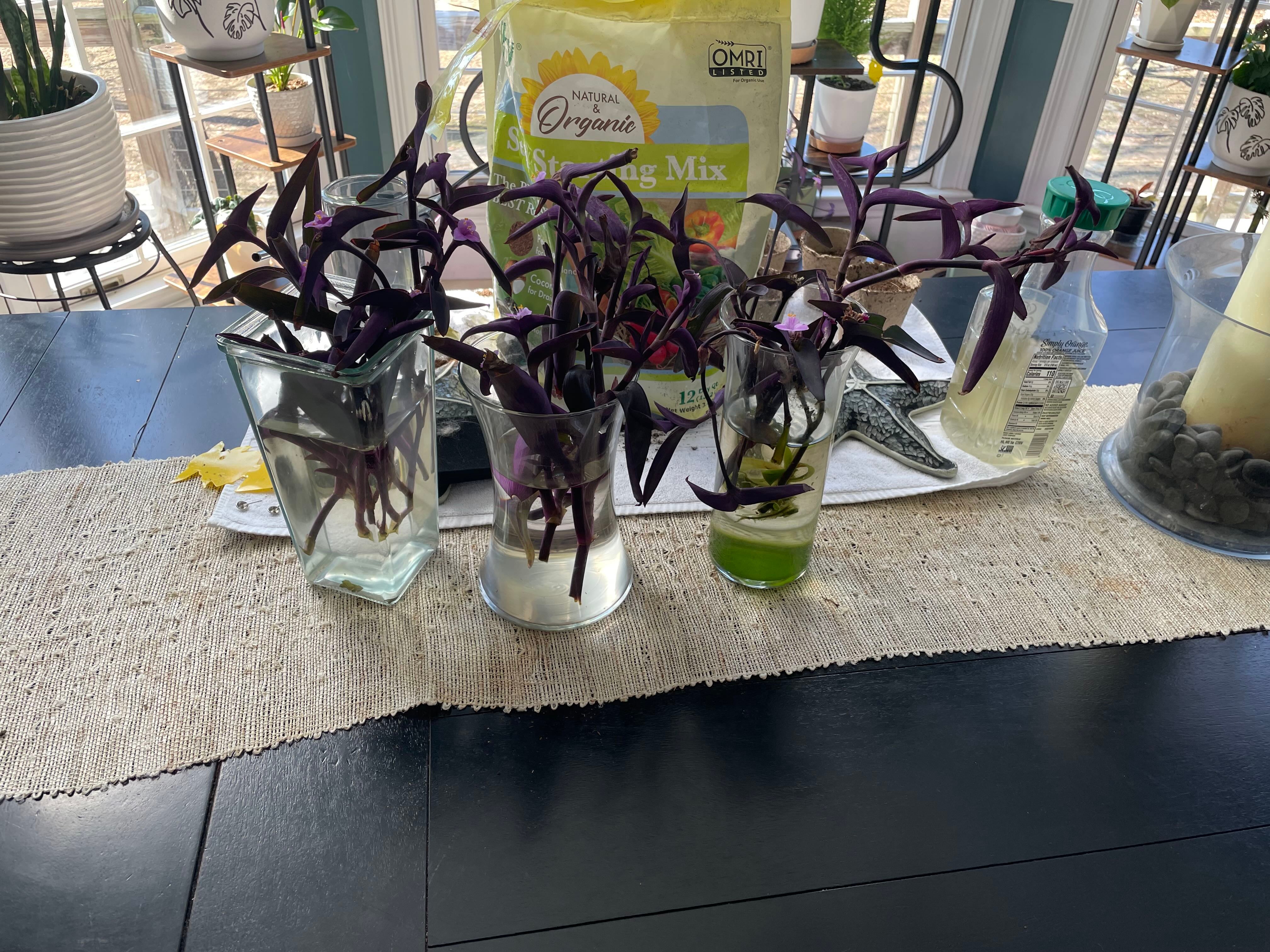 🍋 10 Best Companion Plants for Lemongrass