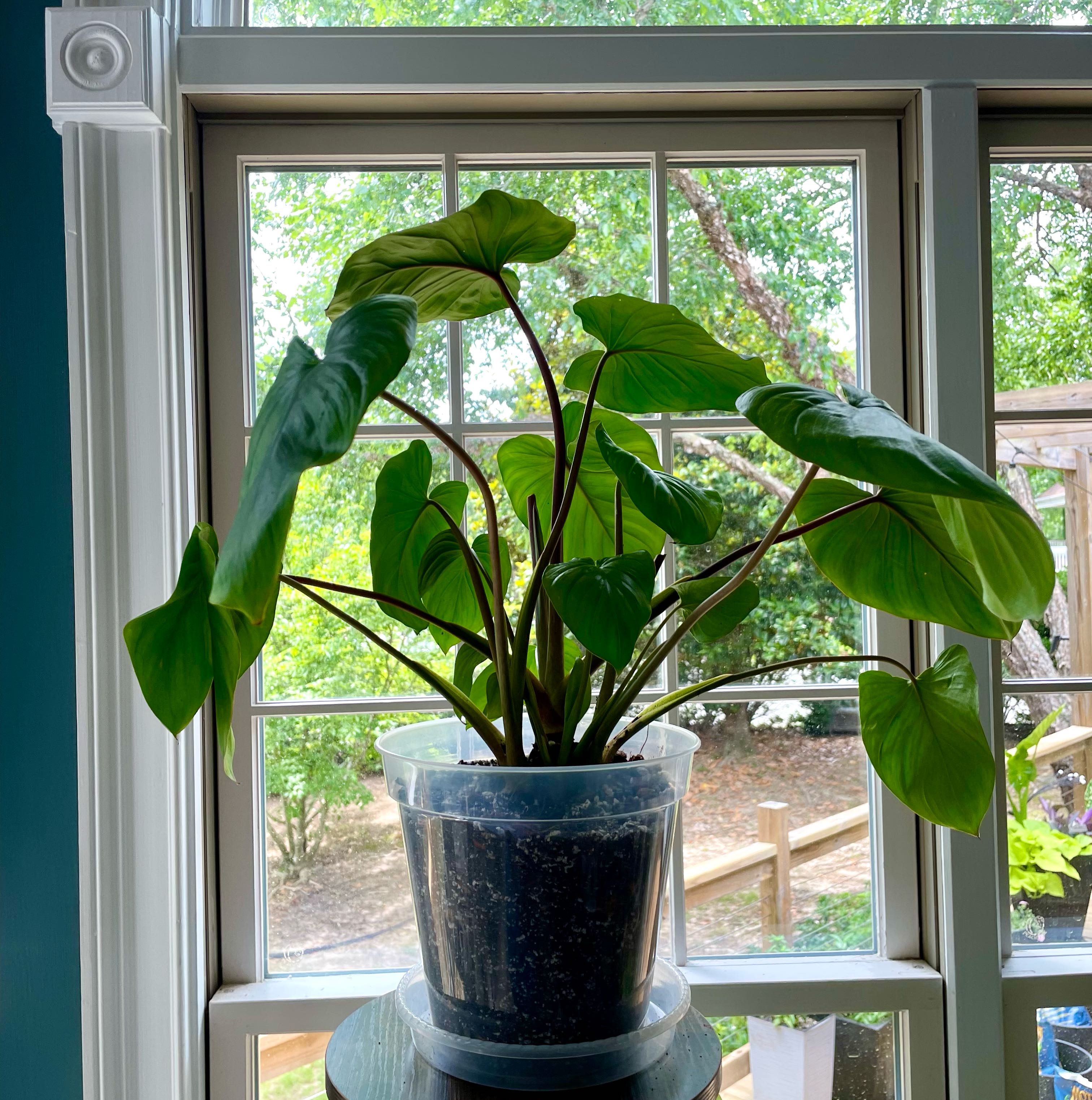 Homalomena Maggy plant in a clear pot by a window, with vibrant green leaves.