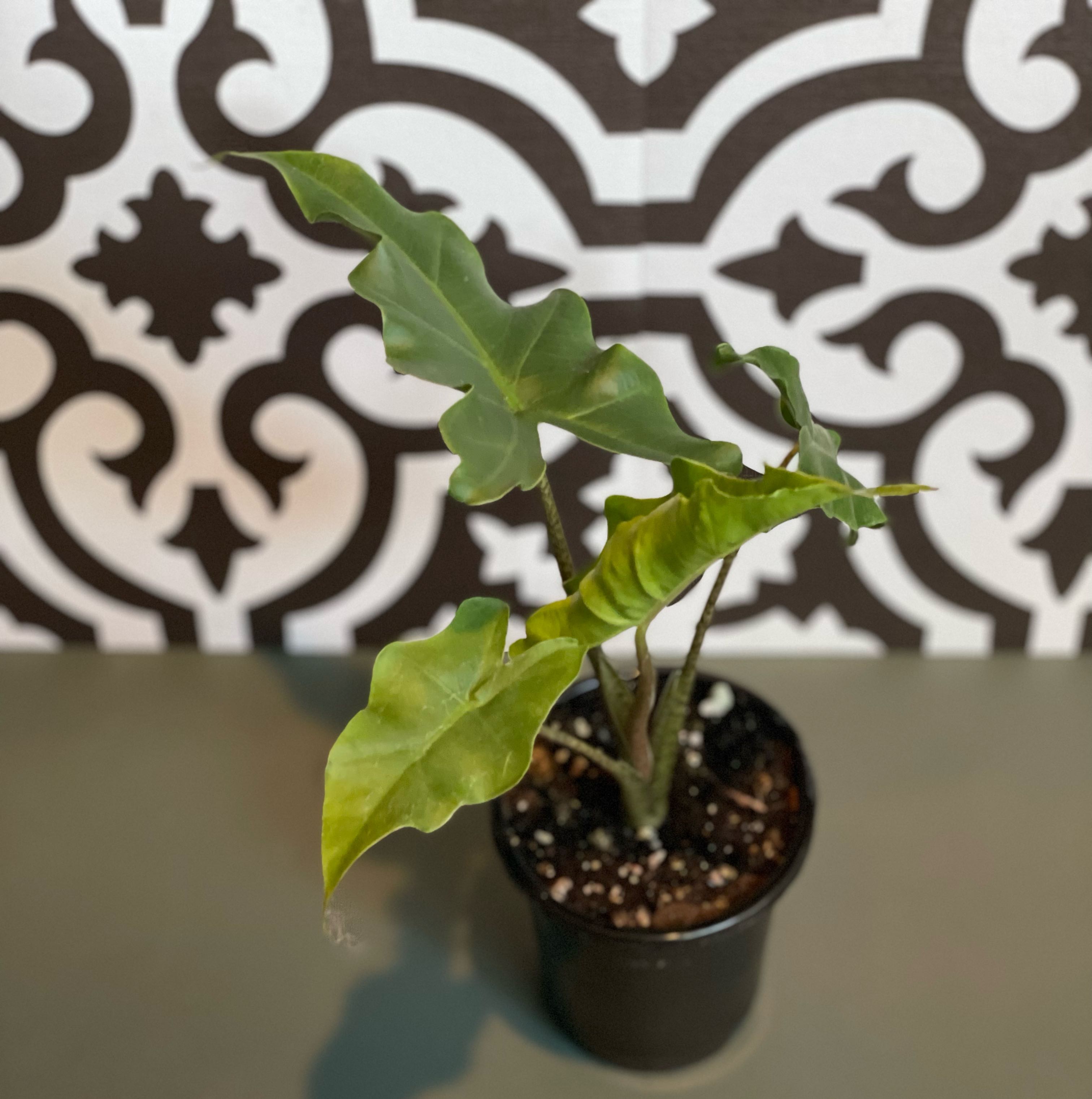 Photo of the plant species Alocasia Golden Lutea by @Corinne named Beyonce on Greg, the plant care app