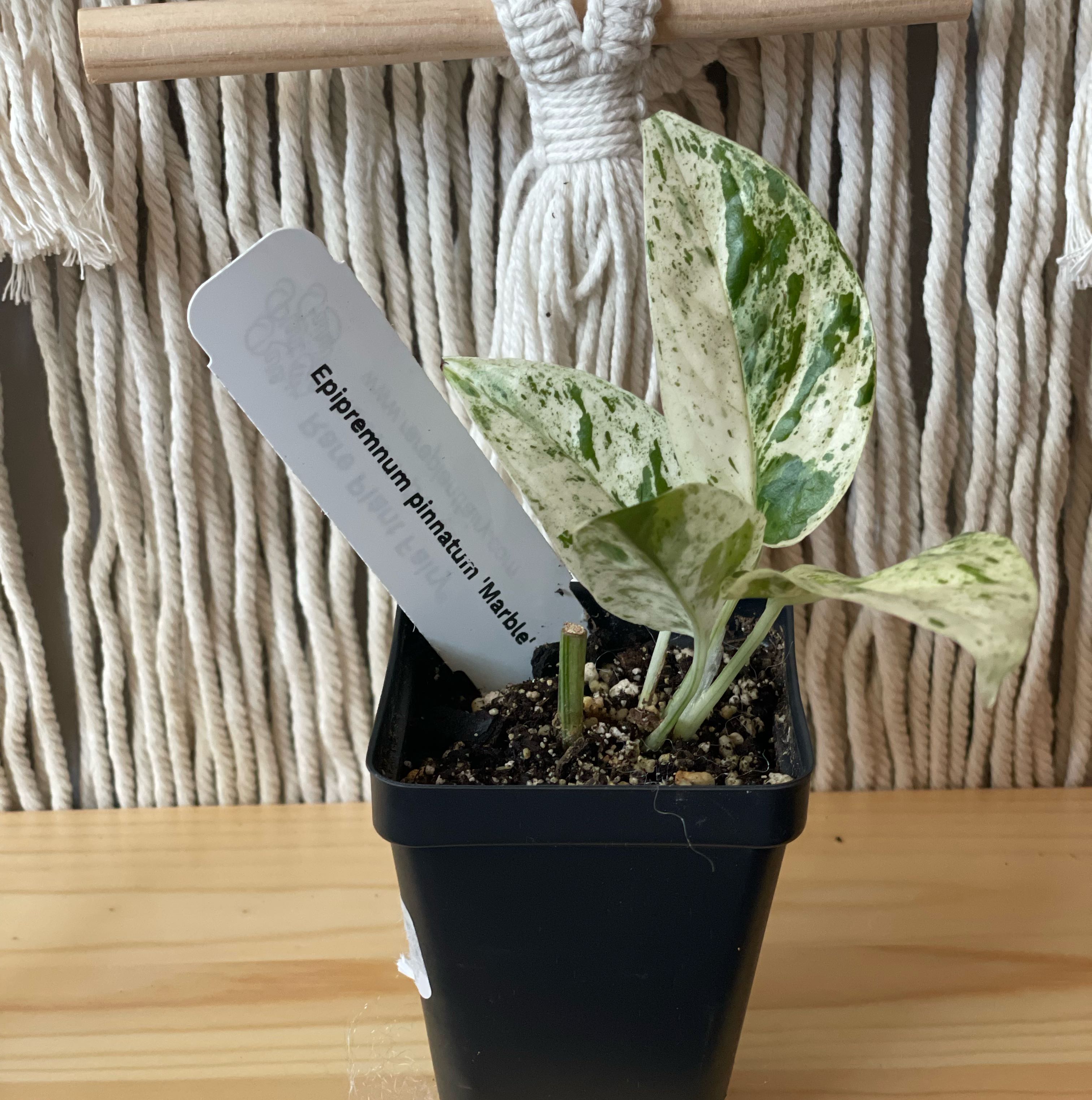 Marble Epipremnum Pinnatum plant in a black pot with variegated leaves.