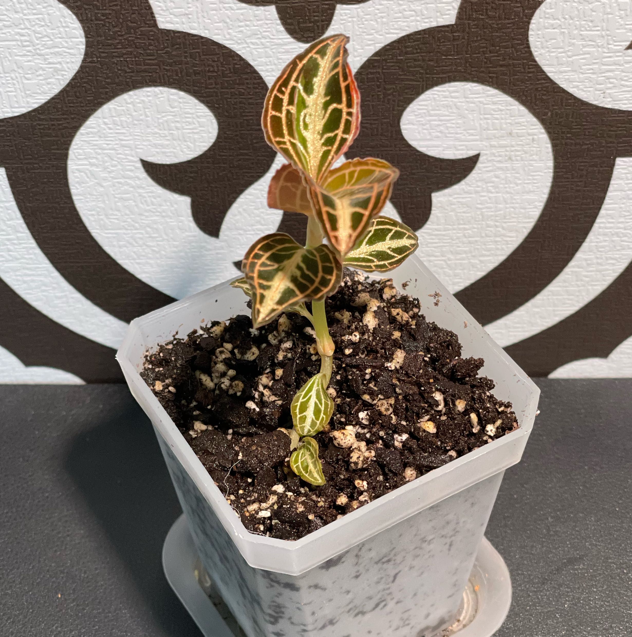 Photo of the plant species Jewel Orchid 'Cream Strip' by @Corinne named Athena on Greg, the plant care app