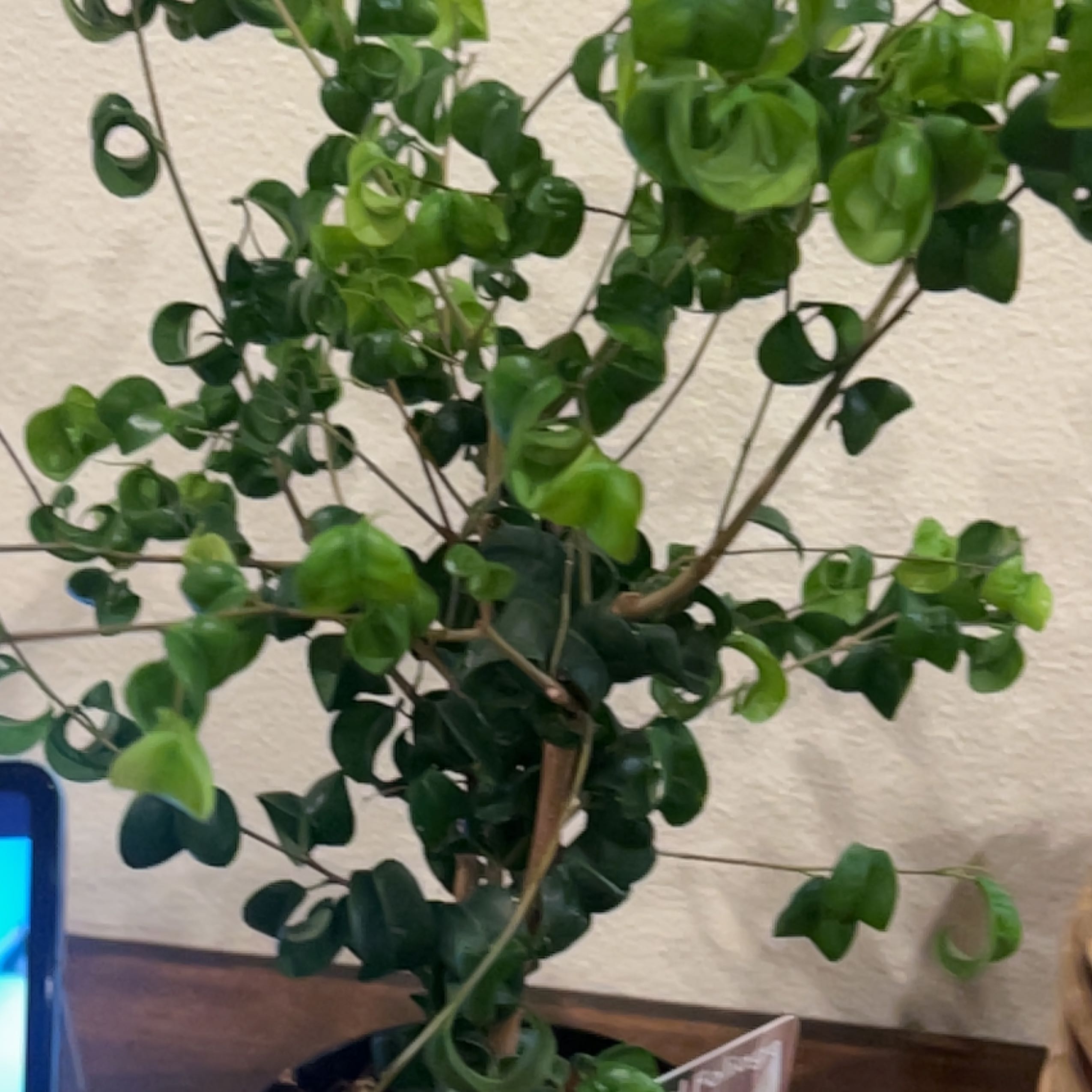Photo of the plant species Curly Weeping Fig by @StatelyRichweed named Aria on Greg, the plant care app