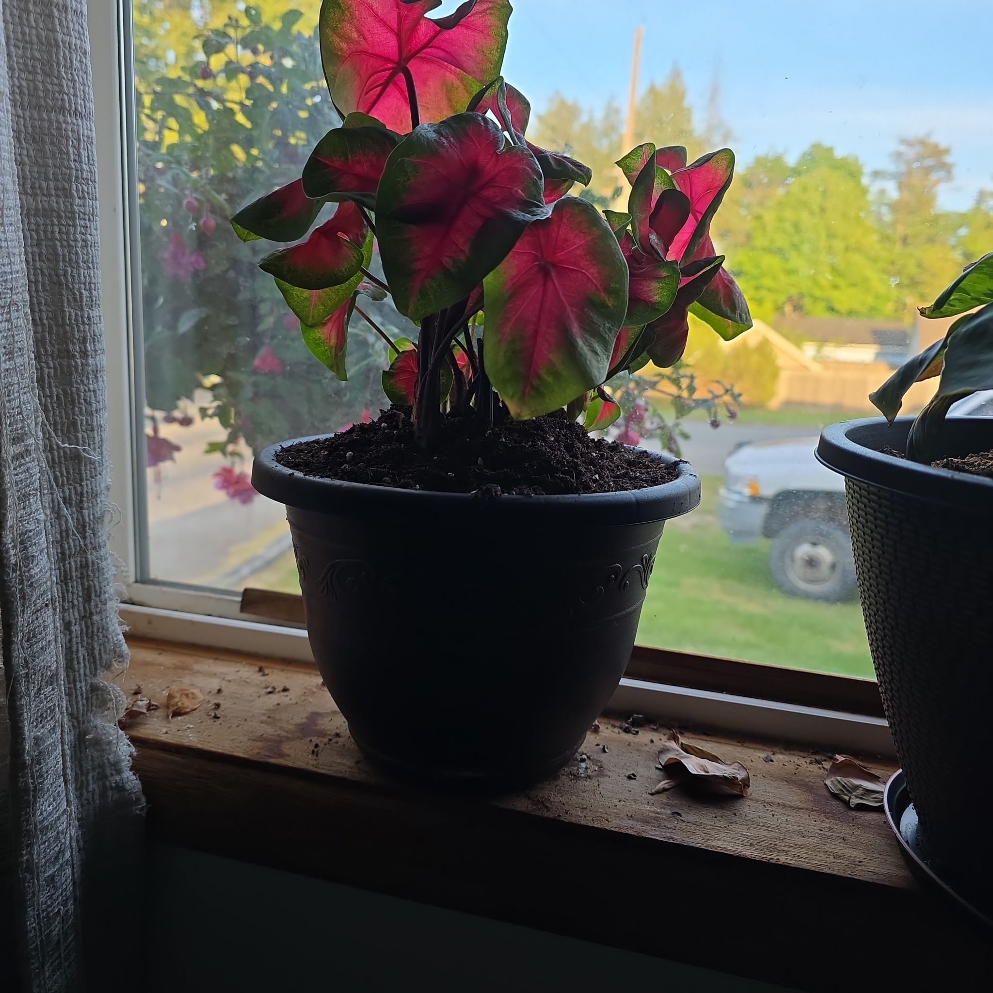 Photo of the plant species Brandywine Caladium by @ReputablePalqui named Sanders on Greg, the plant care app