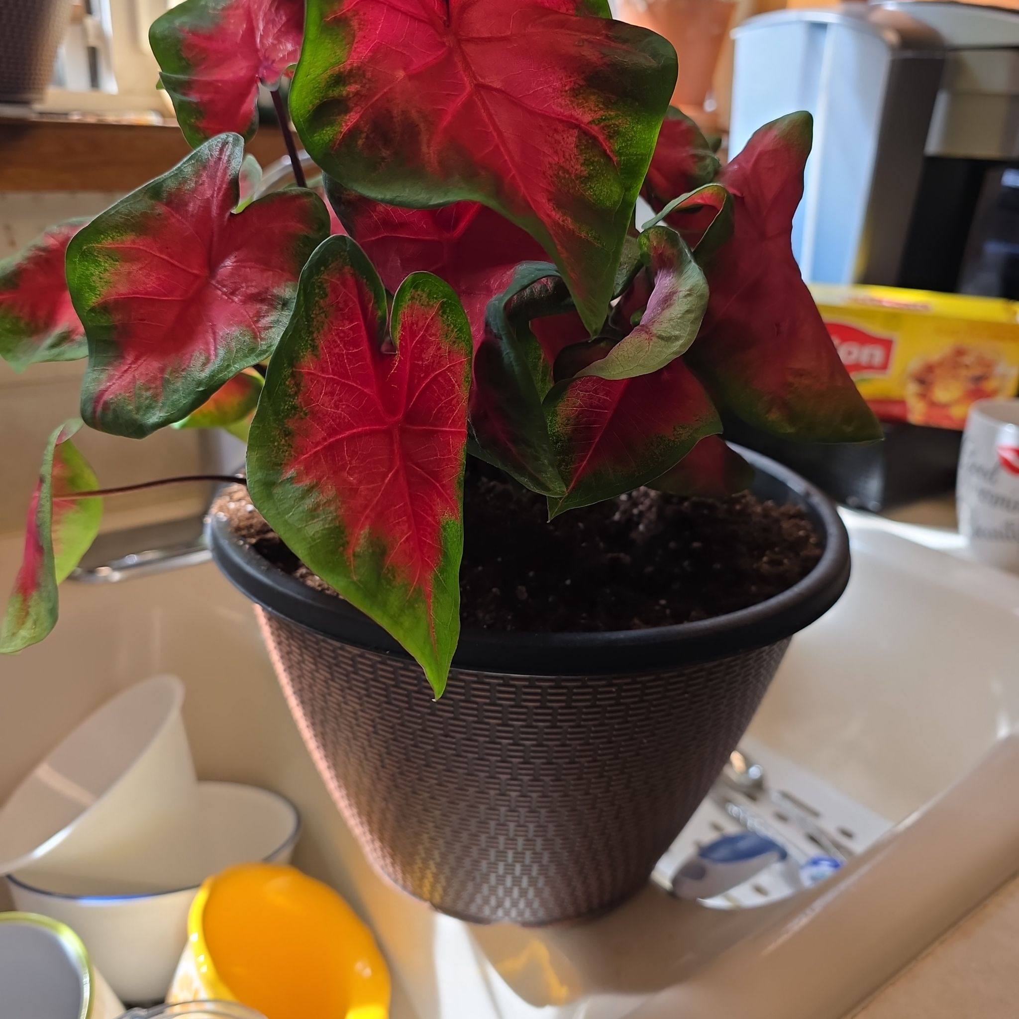 Photo of the plant species Brandywine Caladium by @ReputablePalqui named Sanders on Greg, the plant care app