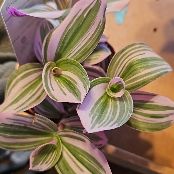 Plant care for Tradescantia on Greg, the plant care app