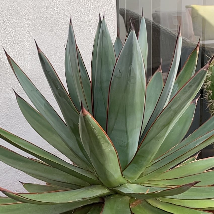 Coastal Agave plant with green leaves and reddish-brown edges, in good condition.
