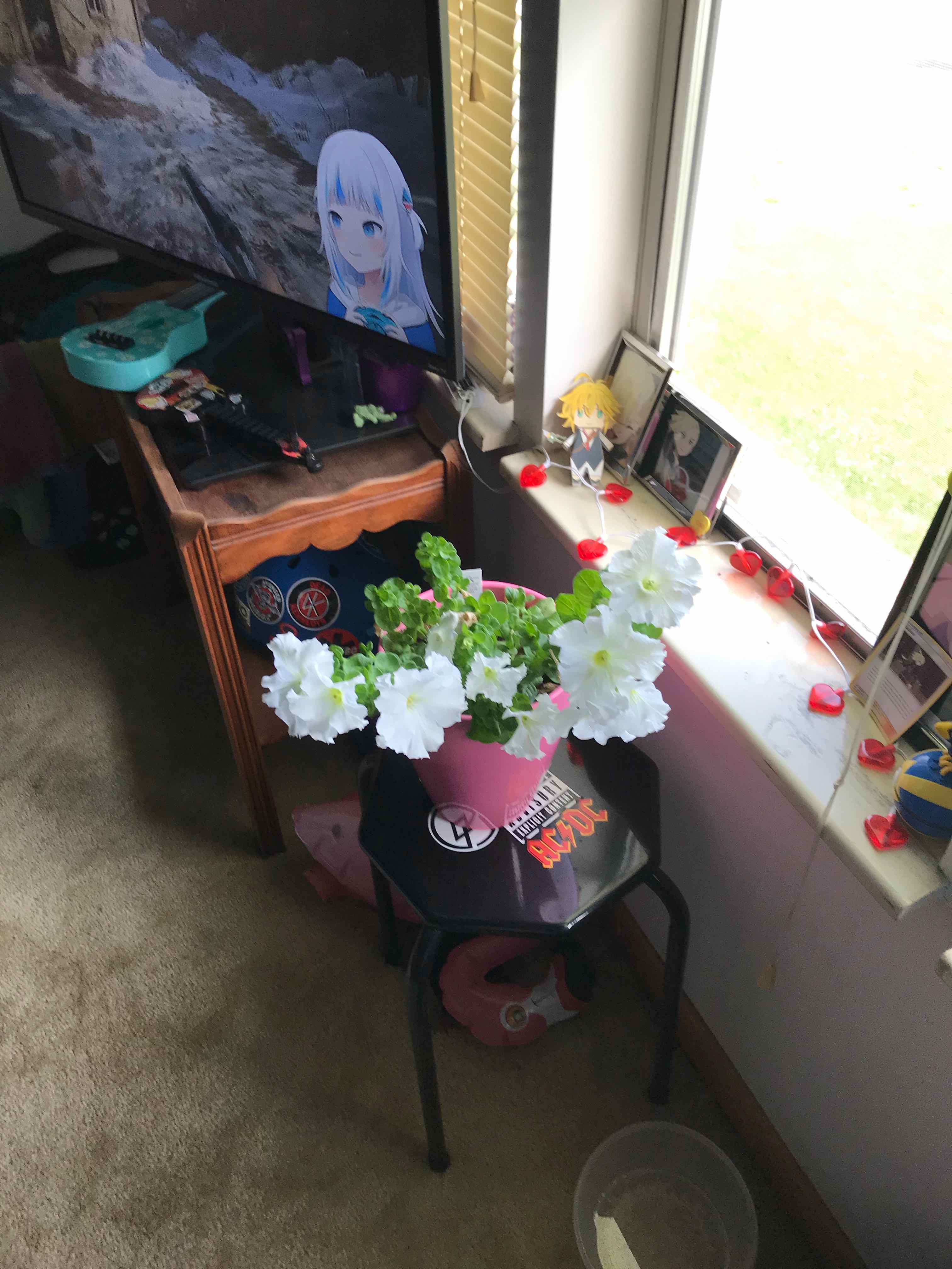 Potted Large White Petunia with blooming flowers near a window.