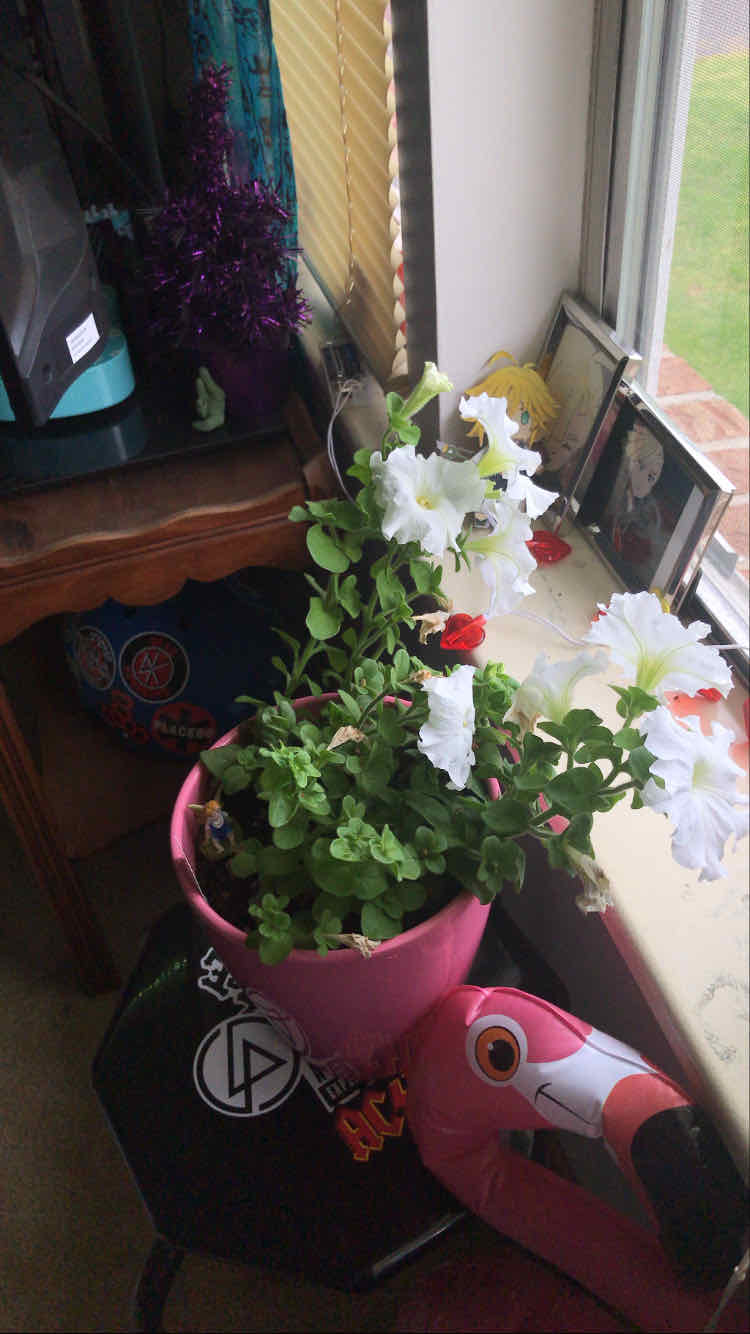 Potted Large White Petunia plant with blooming flowers near a window.