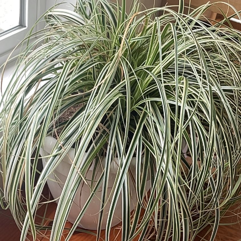 Photo of the plant species Carex Feather Falls by @BossCoralvine named Ulysses S Plant on Greg, the plant care app