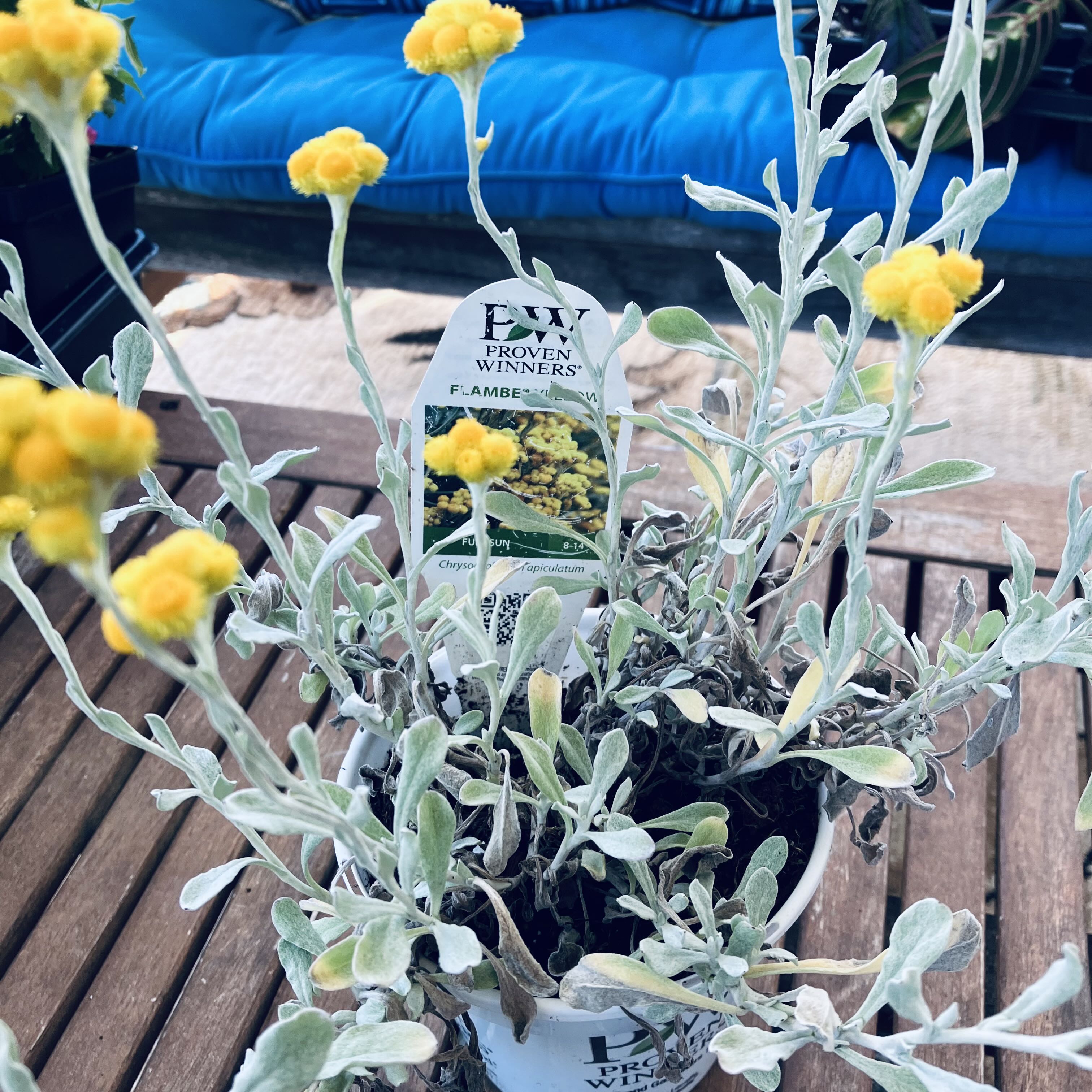 Photo of the plant species Common Everlasting by @FenHaven_J named XX Happy on Greg, the plant care app