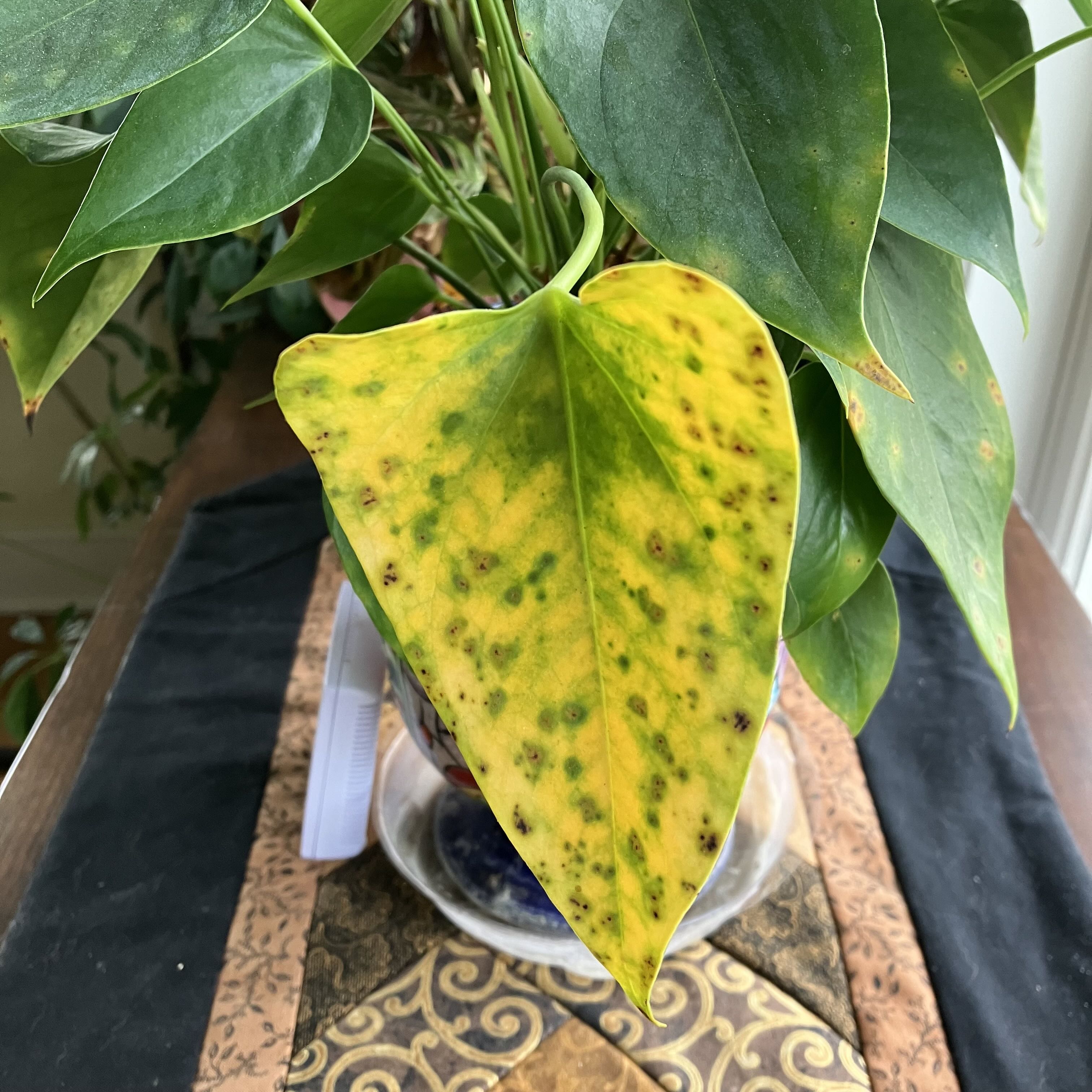 Photo from the post