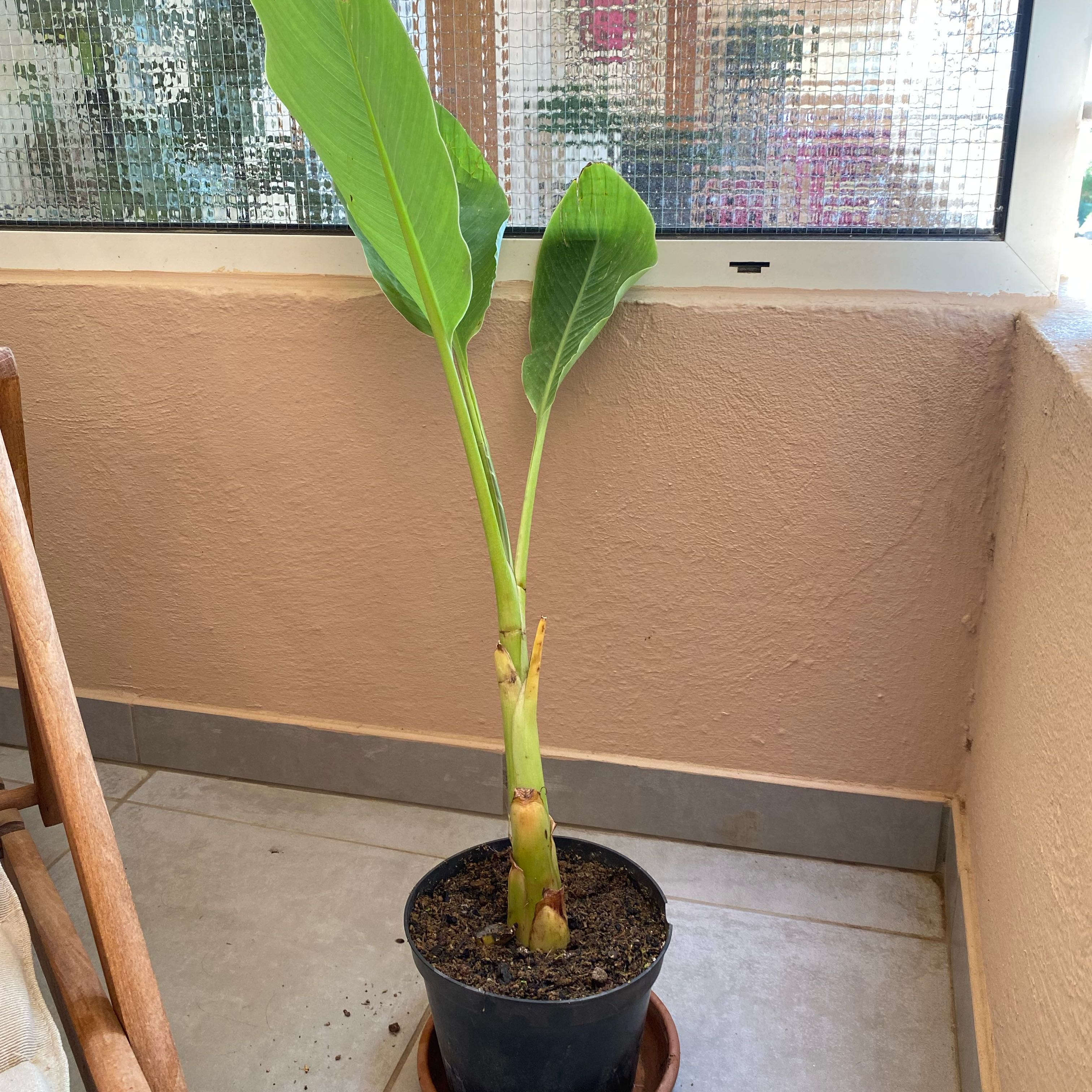 Photo of the plant species Golden Lotus Banana by @HelperFishhooks named Gates on Greg, the plant care app