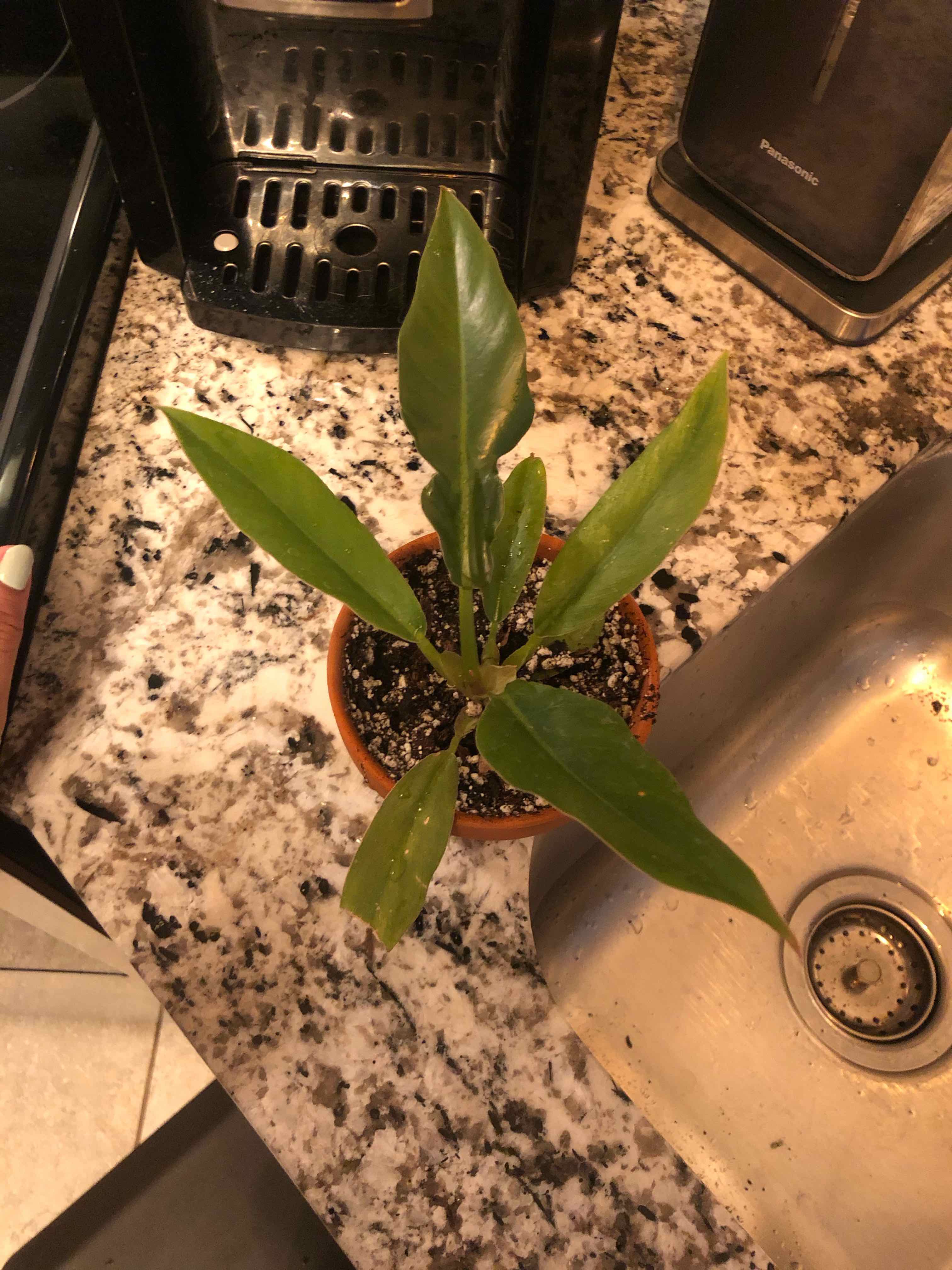 Philodendron Narrow Tiger Tooth plant in a pot on a kitchen counter.