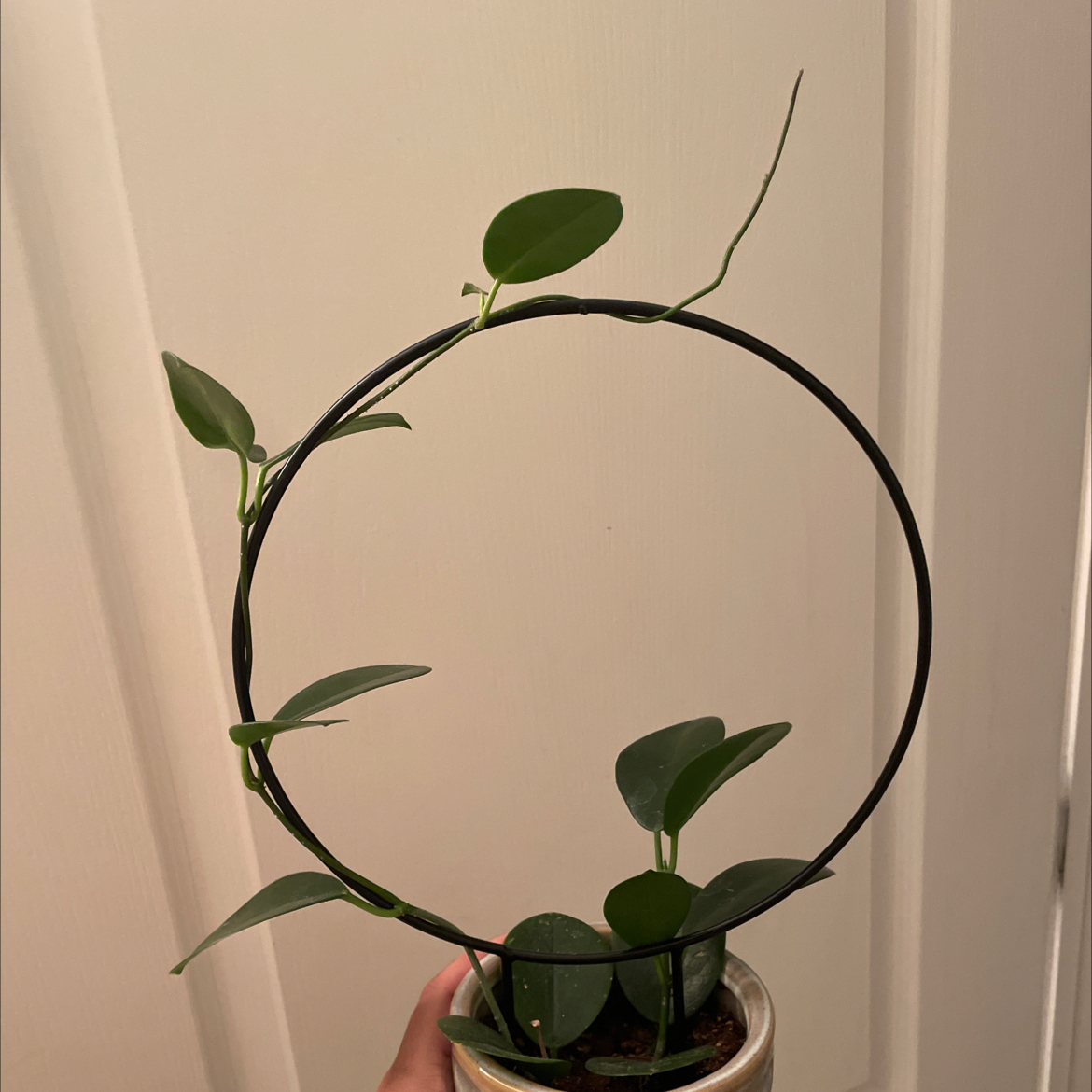 Waxvine plant with green leaves supported by a circular trellis. Soil and a hand holding the pot are visible.