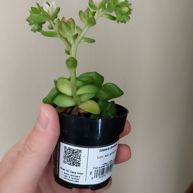 Photo of the plant species Echeveria 'Atroviridis' by @PrepotentOkra named Zeus on Greg, the plant care app