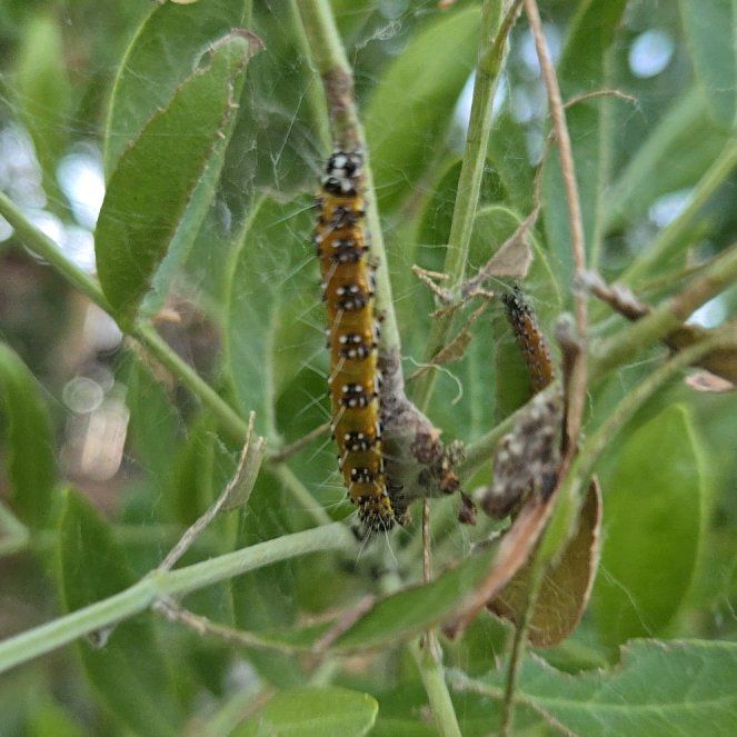 Photo of the plant species Texas Live Oak by @FuturisticPhlox named Hamilton on Greg, the plant care app