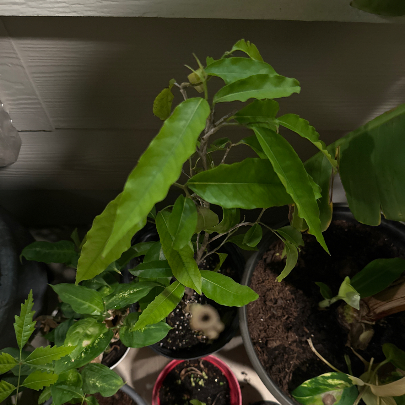 Photo of the plant species False Ashok by @ShrewdAirpotato named Walt on Greg, the plant care app