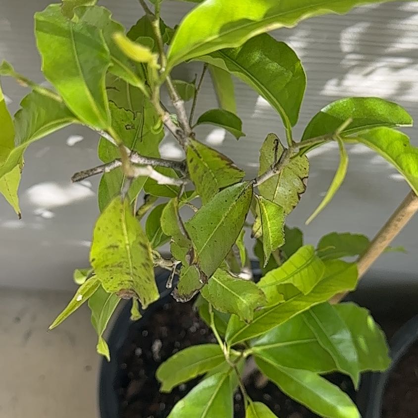 Photo of the plant species False Ashok by @ShrewdAirpotato named Peter Parker on Greg, the plant care app