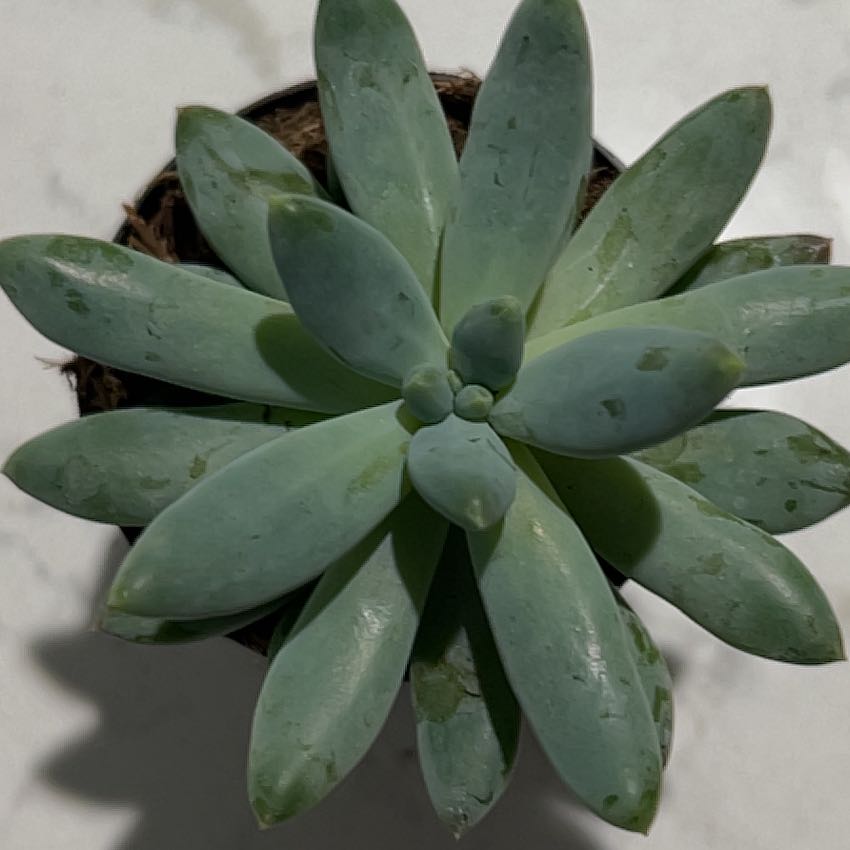 Pachyphytum 'Starburst' succulent with thick, fleshy leaves in a rosette pattern.