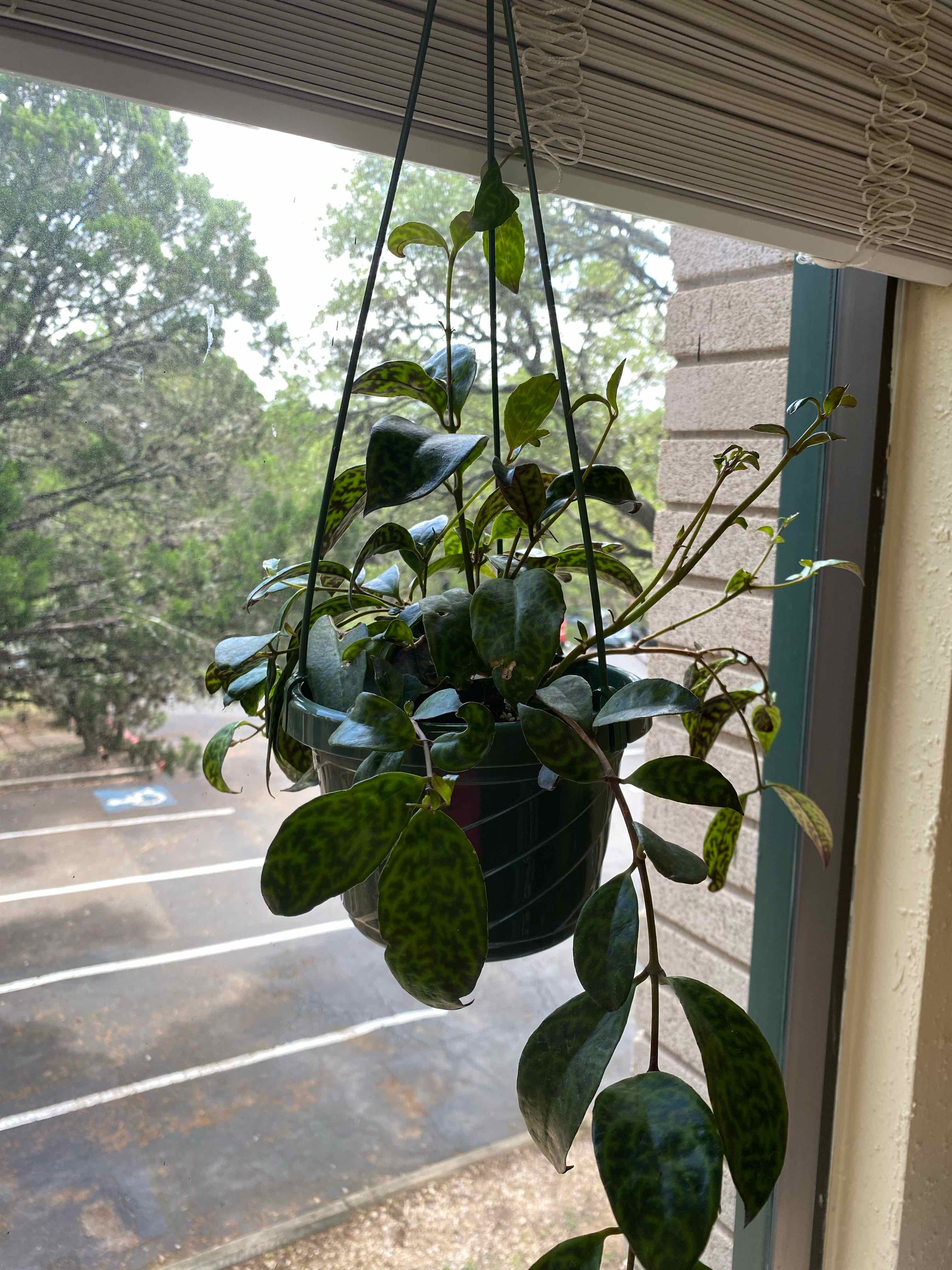 Hanging Black Pagoda Lipstick Plant near a window with healthy patterned leaves.